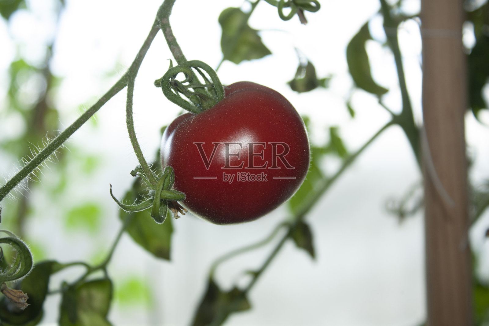 在墨西哥城的一棵西红柿树上，成熟的红番茄挂在绿色的叶子背景上。照片摄影图片