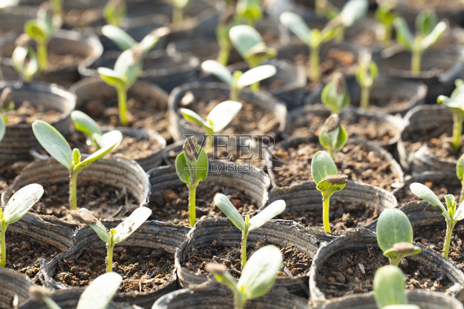 西瓜苗栽培种植照片摄影图片