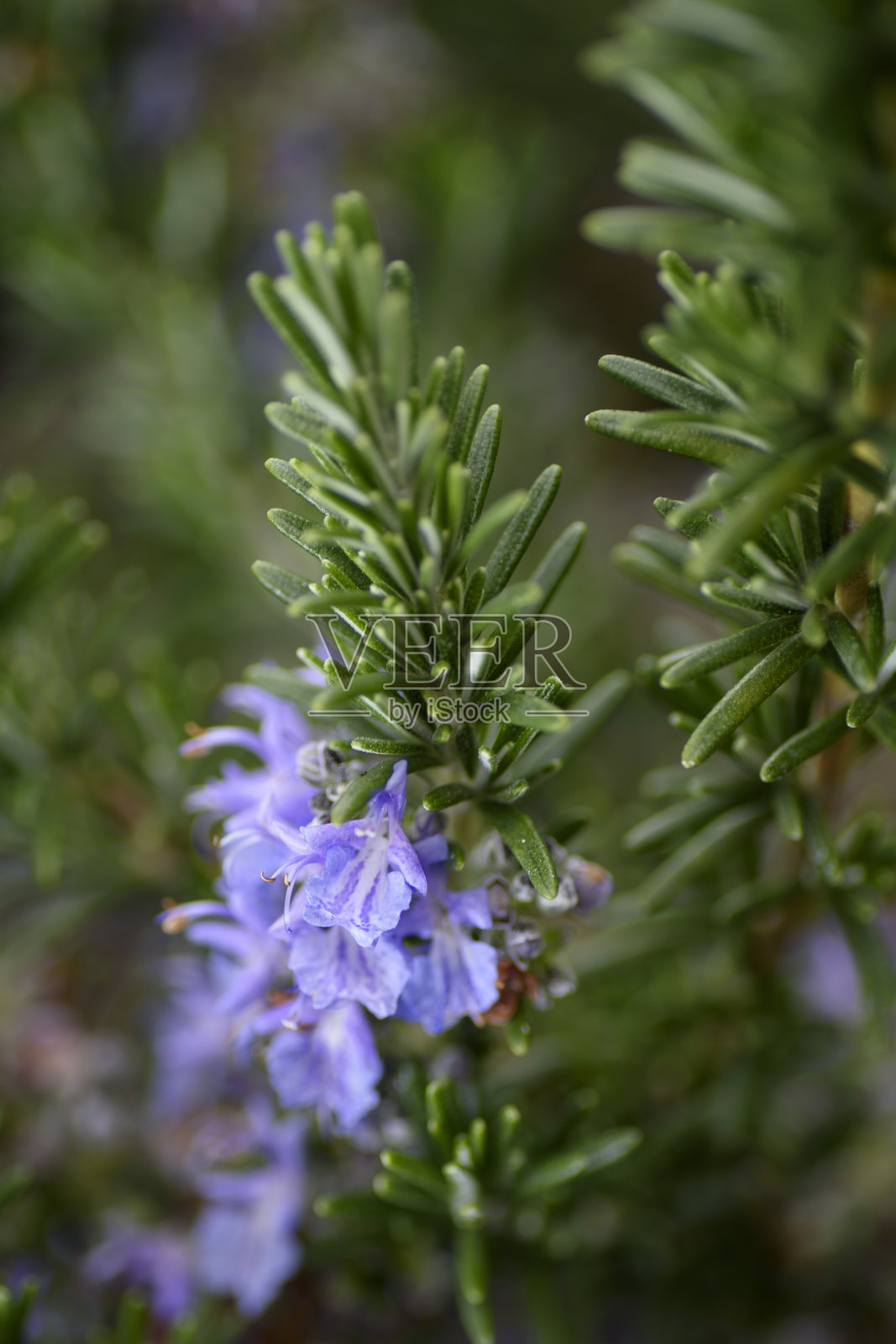 一个开花迷迭香植物的特写。照片摄影图片