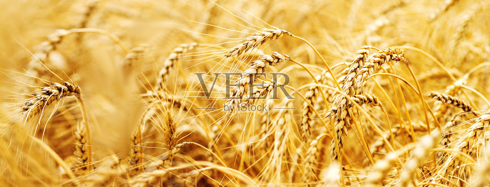 麦田。靠近金色的麦穗。美丽的自然日落景观。草甸麦田成熟穗的背景。横幅具有复制空间，丰富收获的理念。墙纸。照片摄影图片