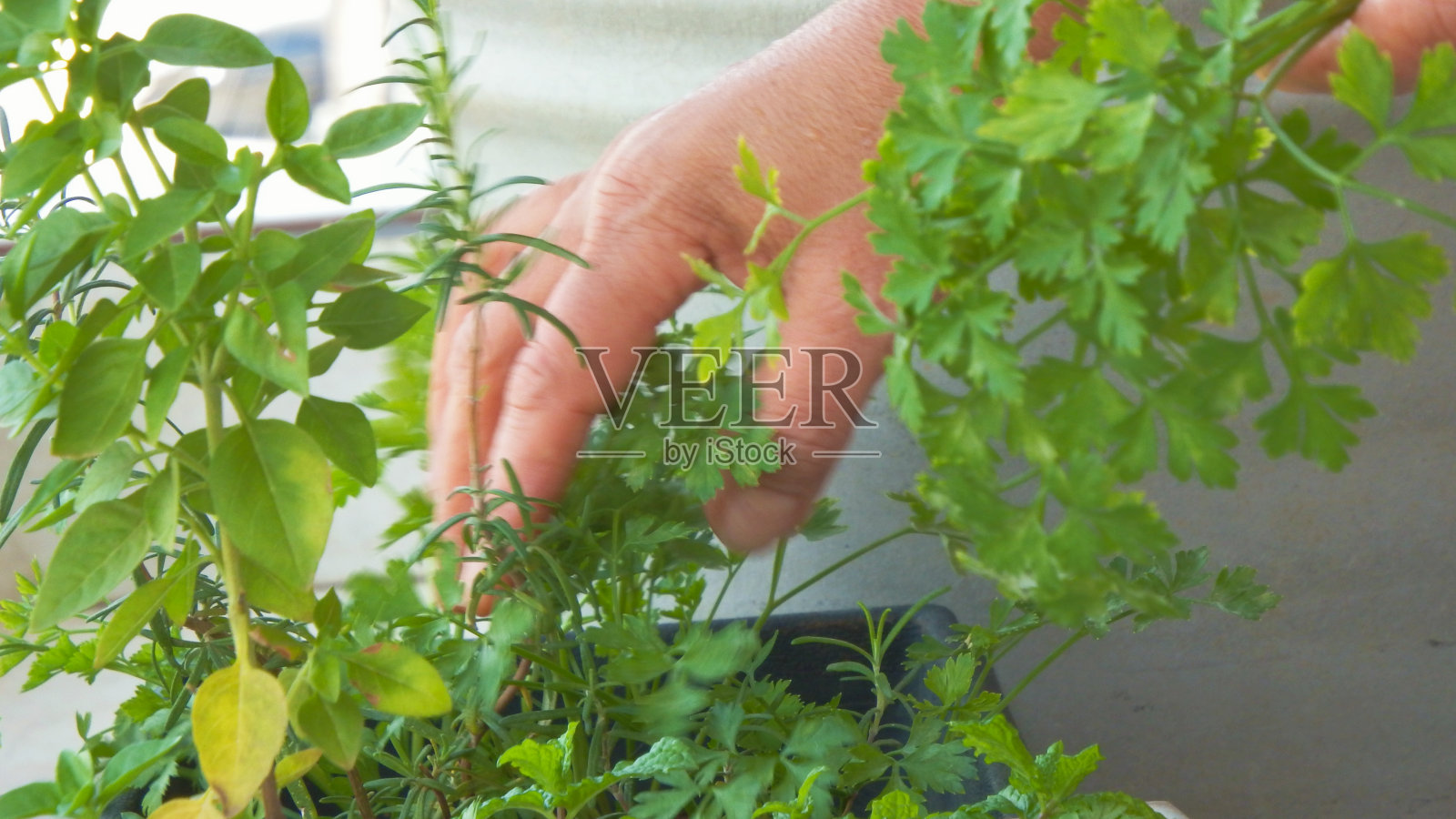 在花园里手工采摘照片摄影图片