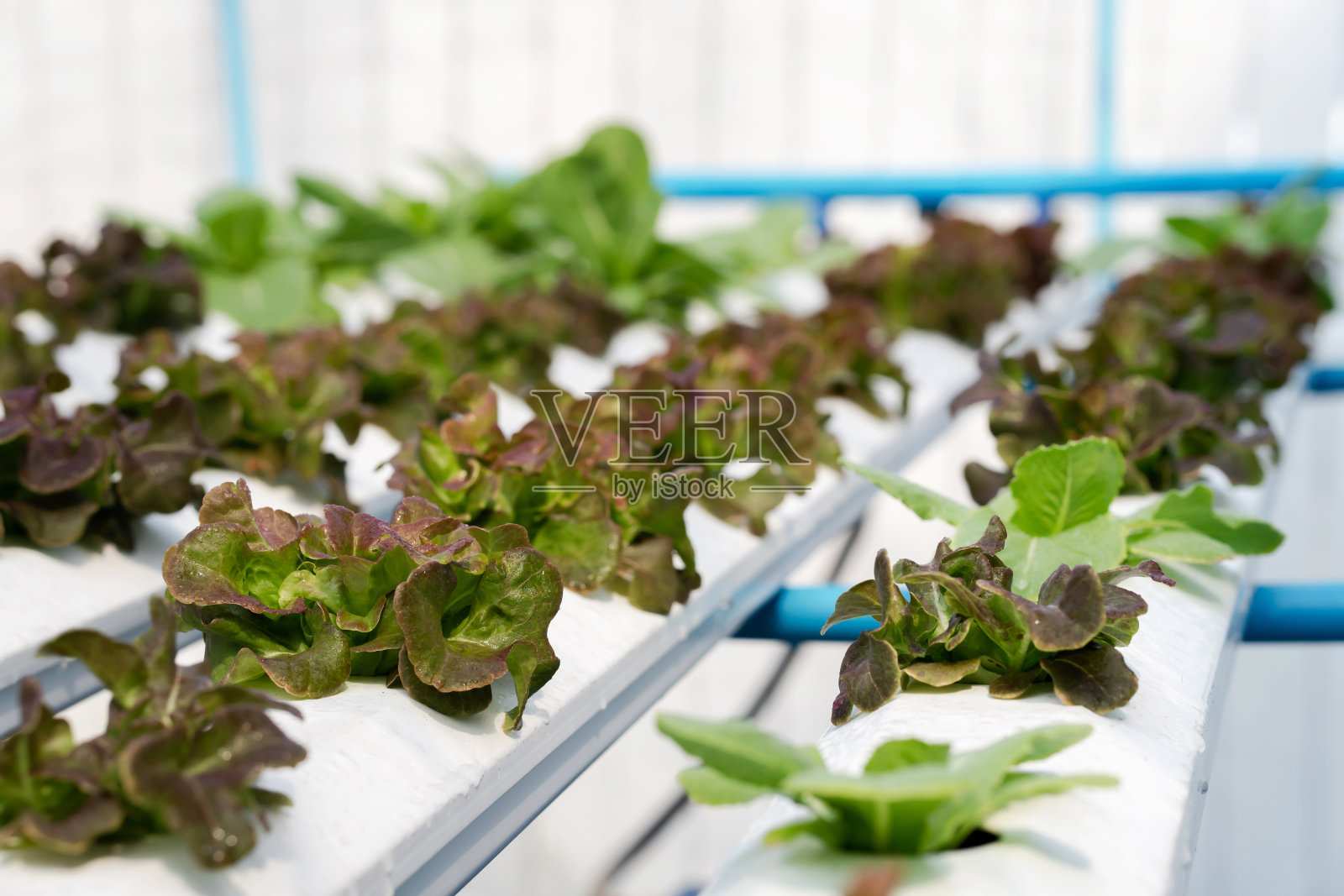 水培，有机新鲜收获的蔬菜照片摄影图片