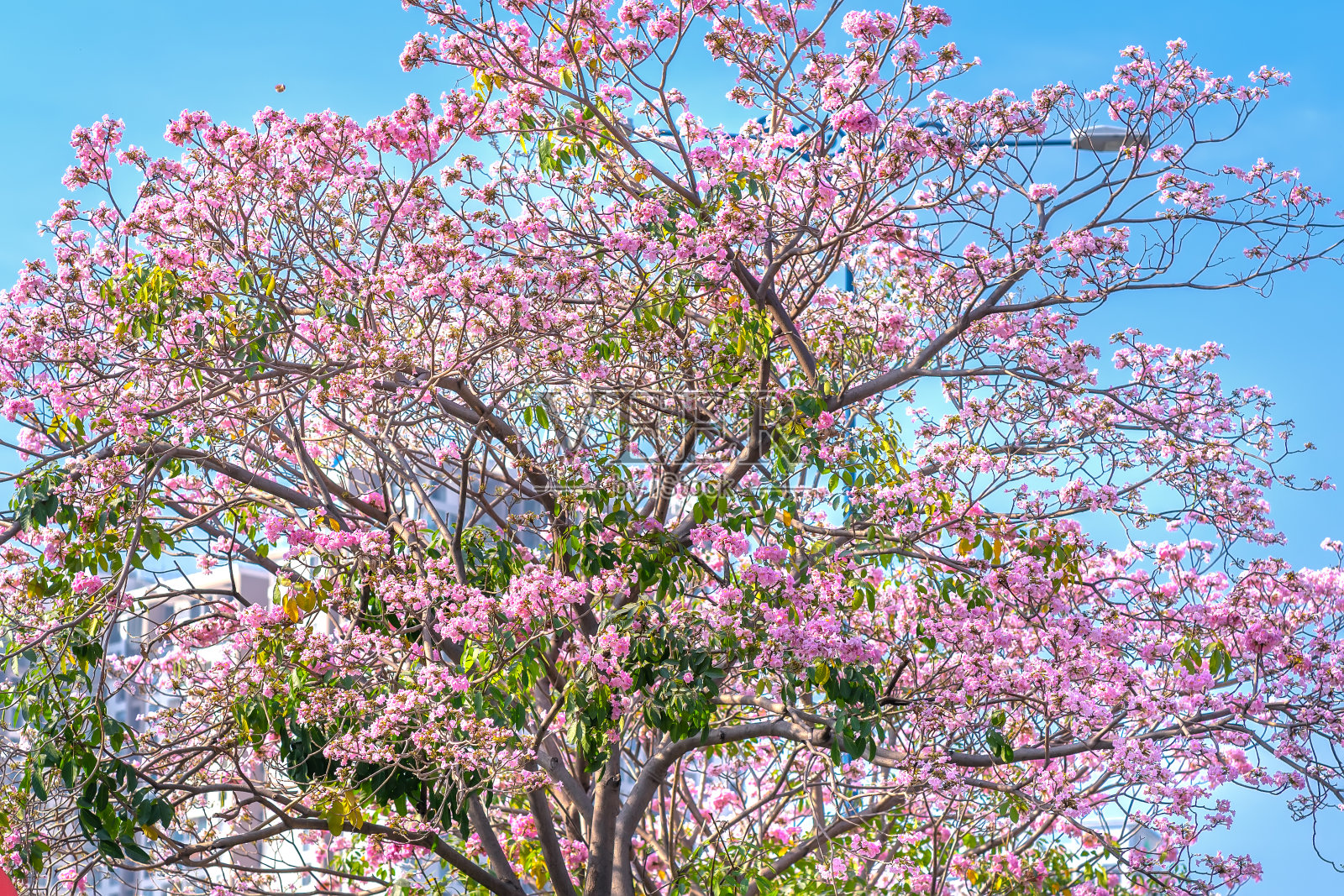 近距离观赏在阳光明媚的日子里盛开的玫瑰或粉色喇叭照片摄影图片