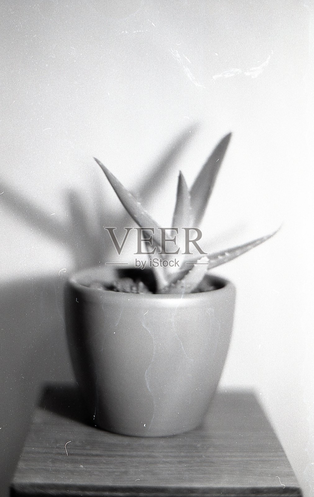 芦荟照片摄影图片