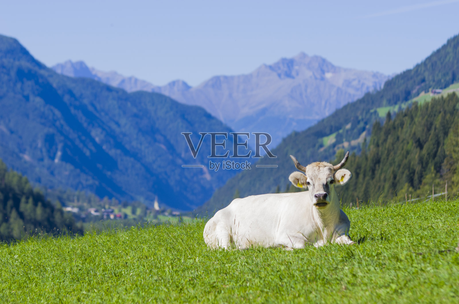 牛在山上放牧，与大自然和谐相处照片摄影图片