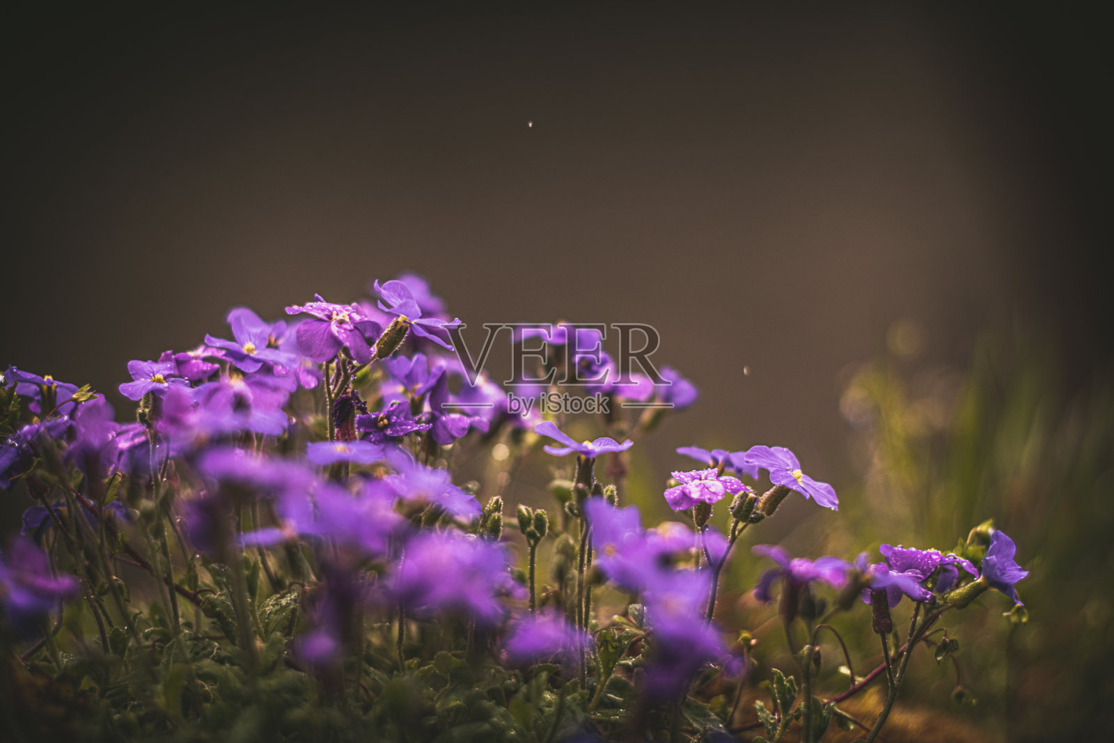 小紫春花照片摄影图片