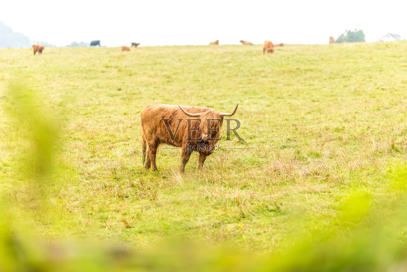 英国苏格兰高地的多毛苏格兰牛照片摄影图片
