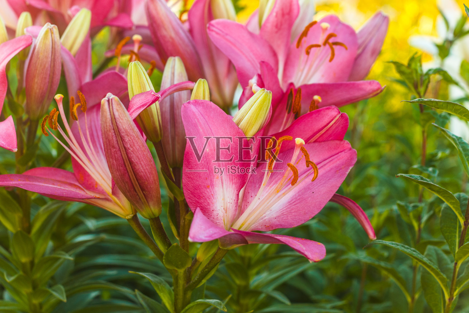 科学家认为这是亚洲百合的发源地。百合新品种的诞生始于日本照片摄影图片