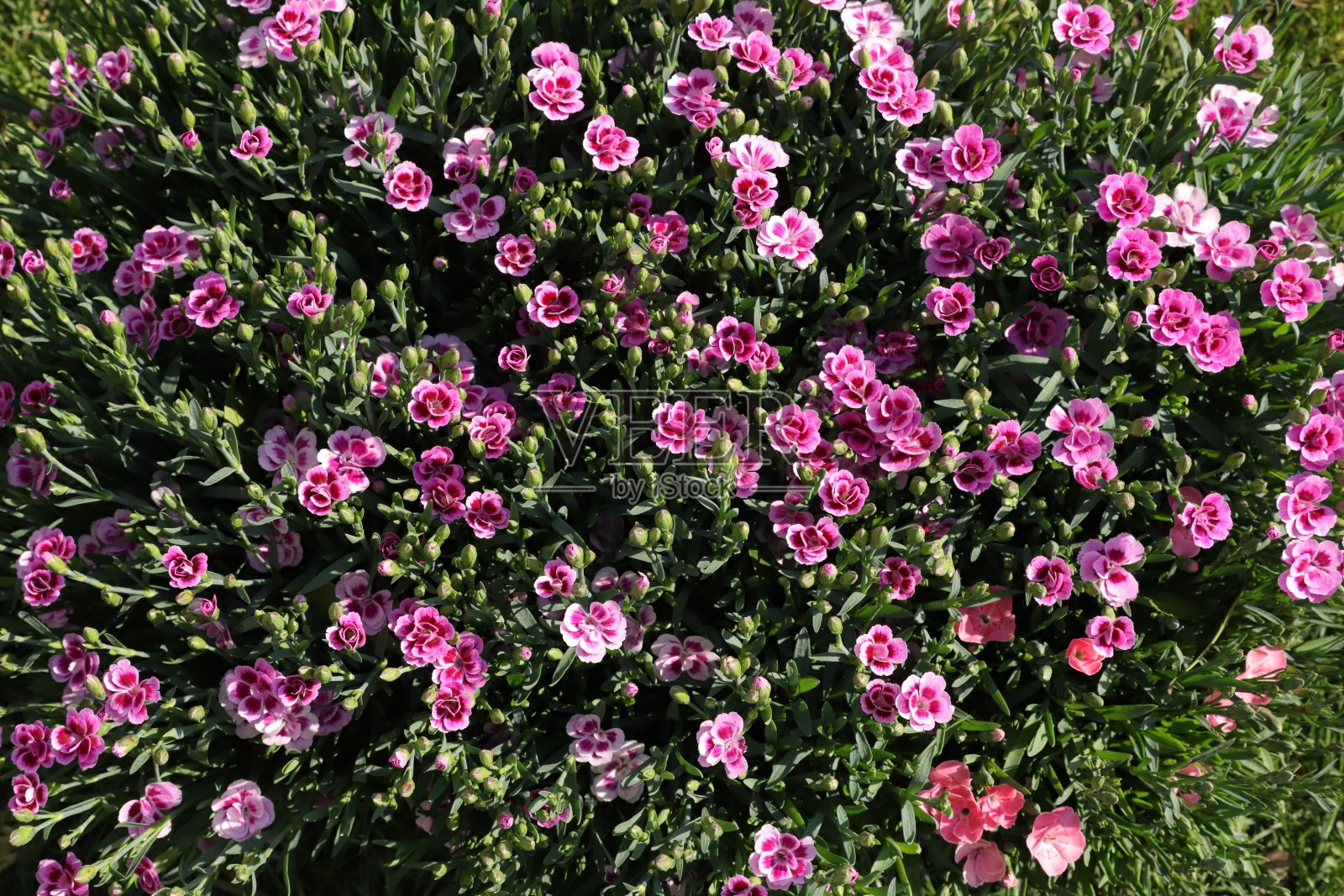 春天的康乃馨照片摄影图片