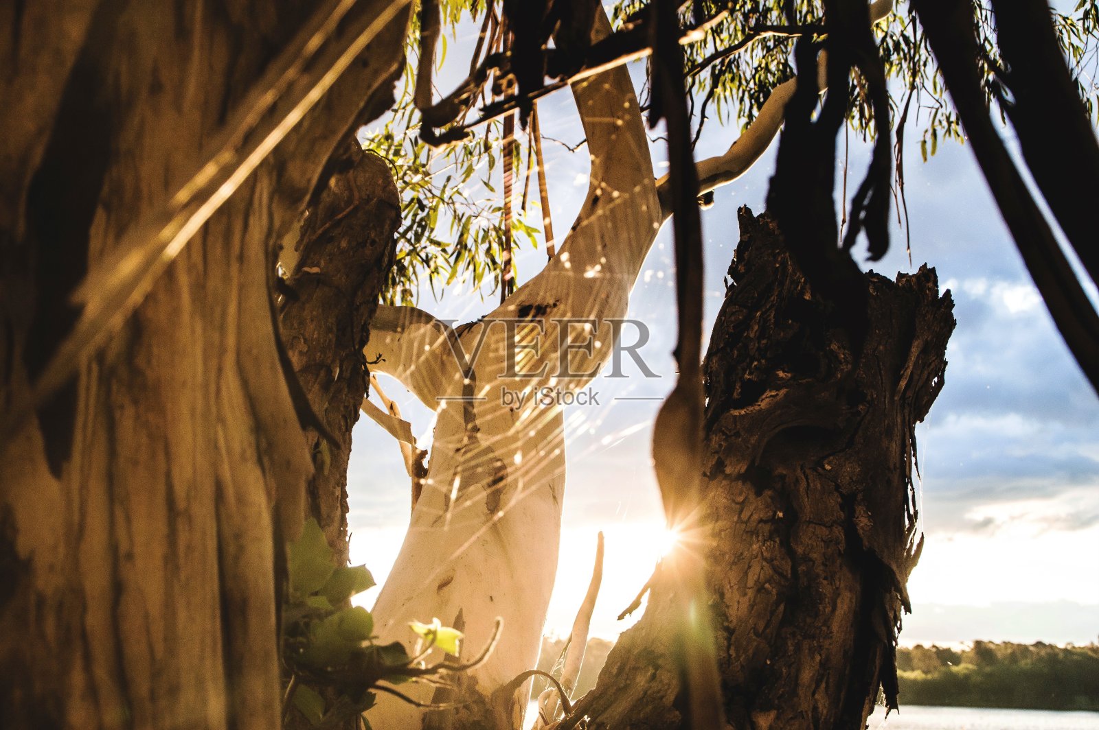 夕阳下的蜘蛛网照片摄影图片