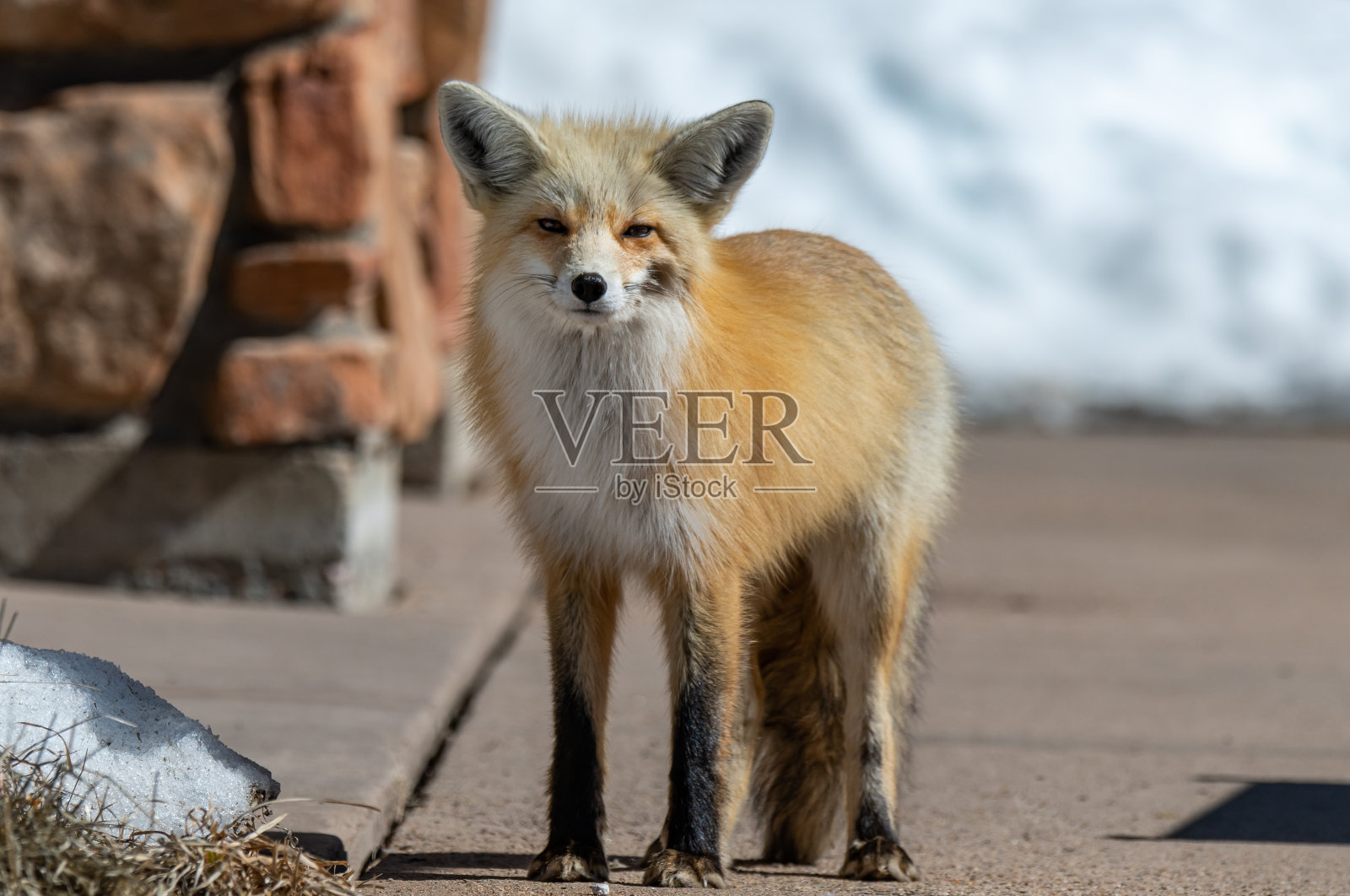一只美丽的红狐在喂鸟器下照片摄影图片