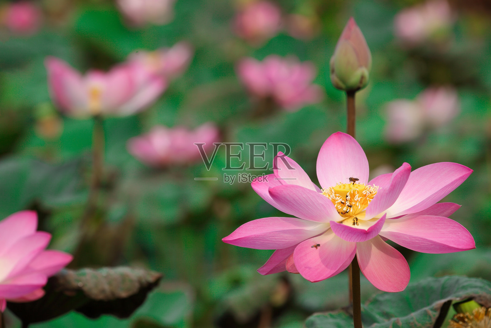 盛开的荷花与蜂群传粉照片摄影图片