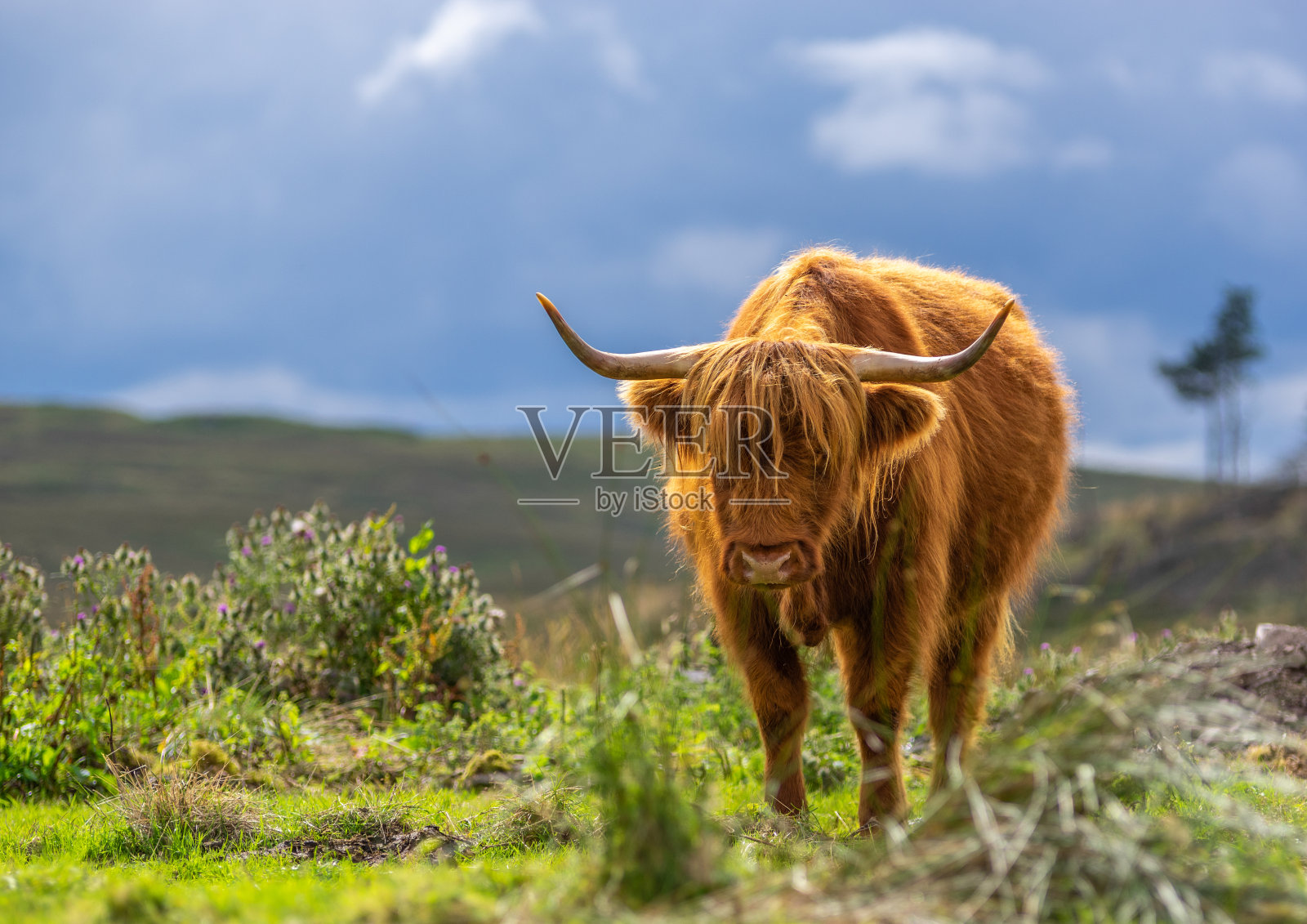 孤独的高地牛照片摄影图片