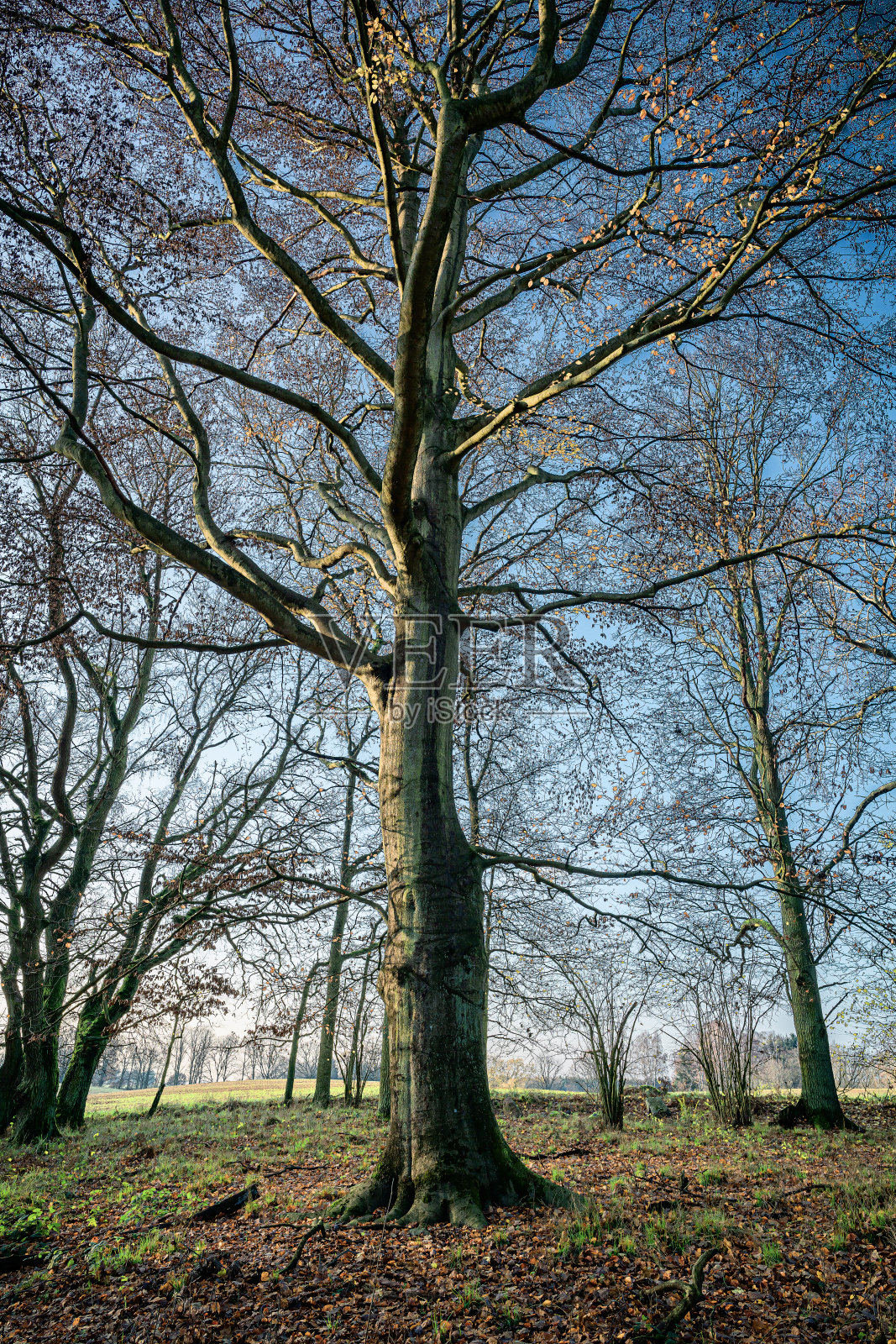秋天的大山毛榉树。照片摄影图片