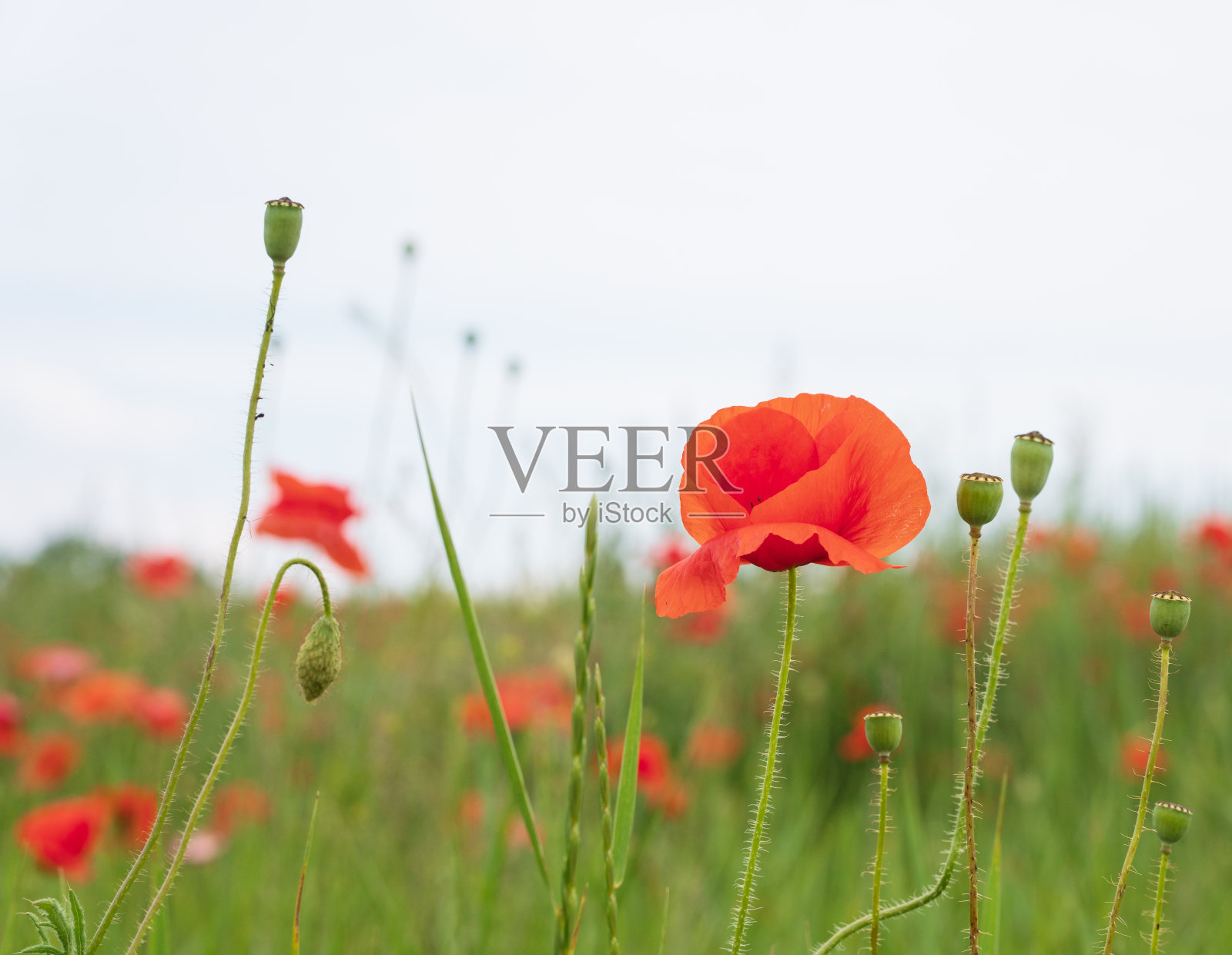 在一个阳光明媚的日子里，一片野生的红色罂粟田。盛开的罂粟花。丰富多彩的夏天的风景照片摄影图片