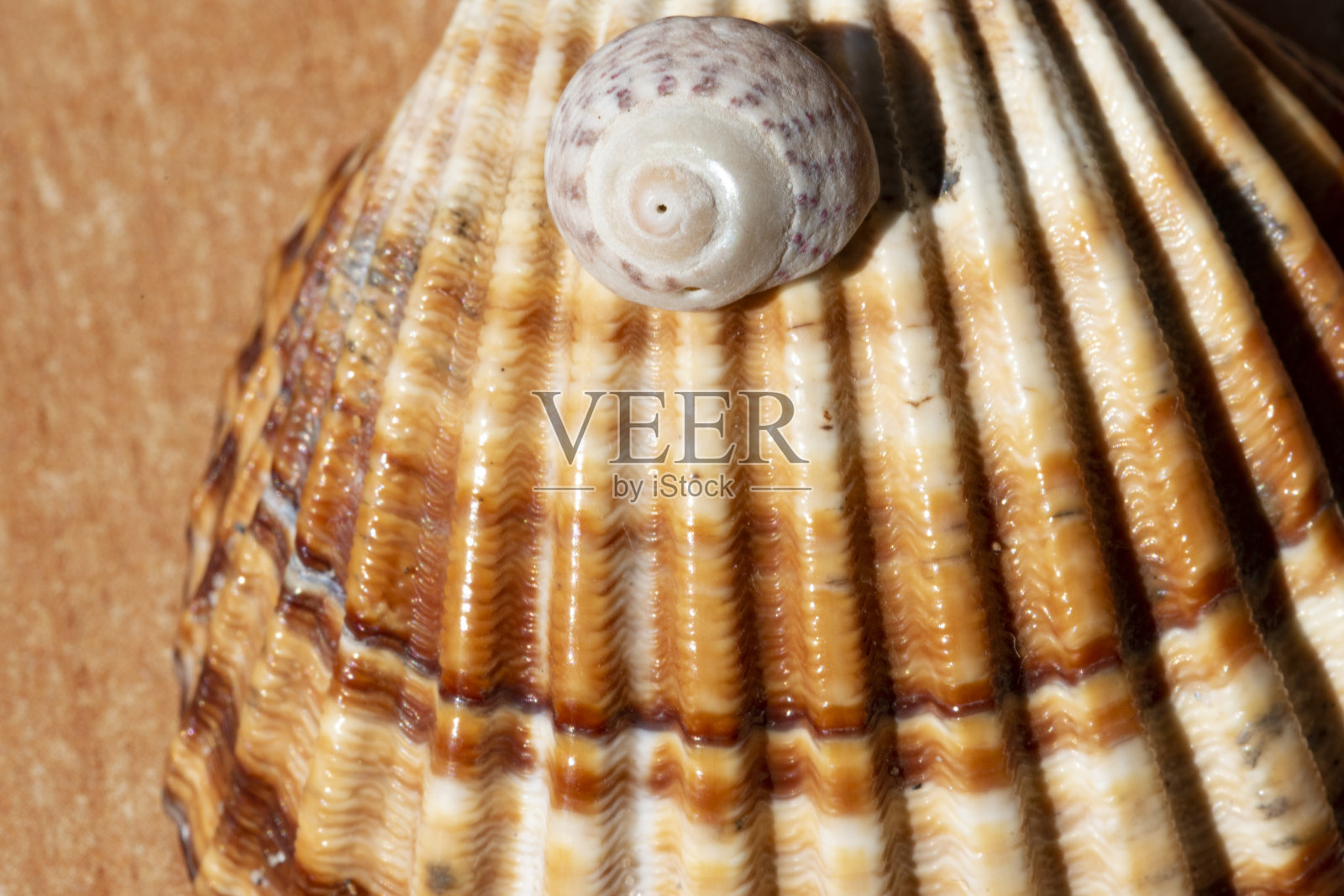 欢乐和夏天的一套贝壳上弥漫和彩色的背景照片摄影图片