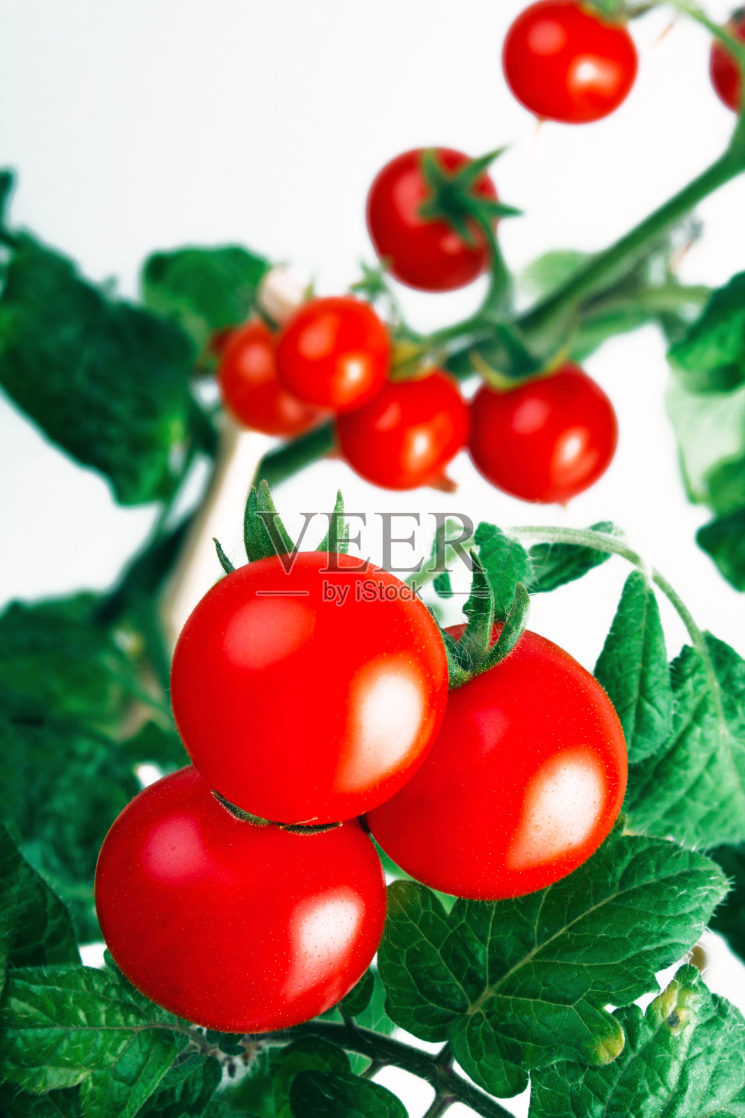 红色的圣女果长在白色背景上的灌木上照片摄影图片