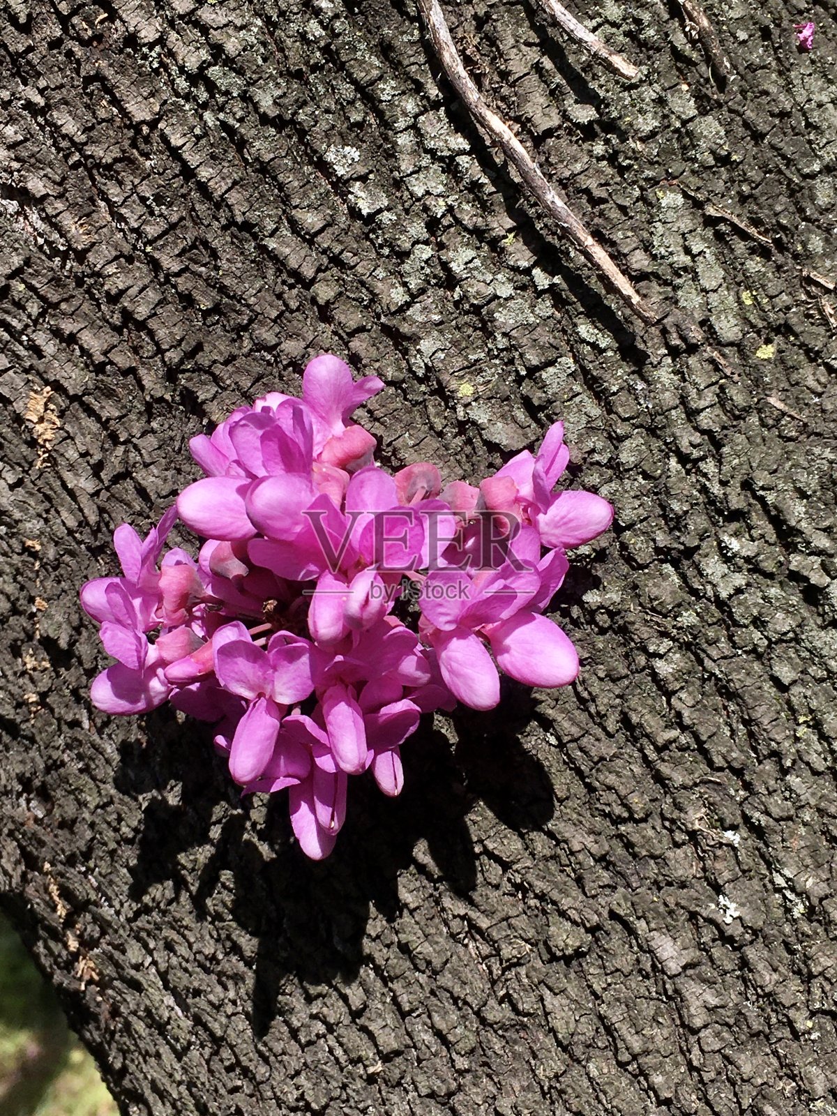 紫荆树照片摄影图片