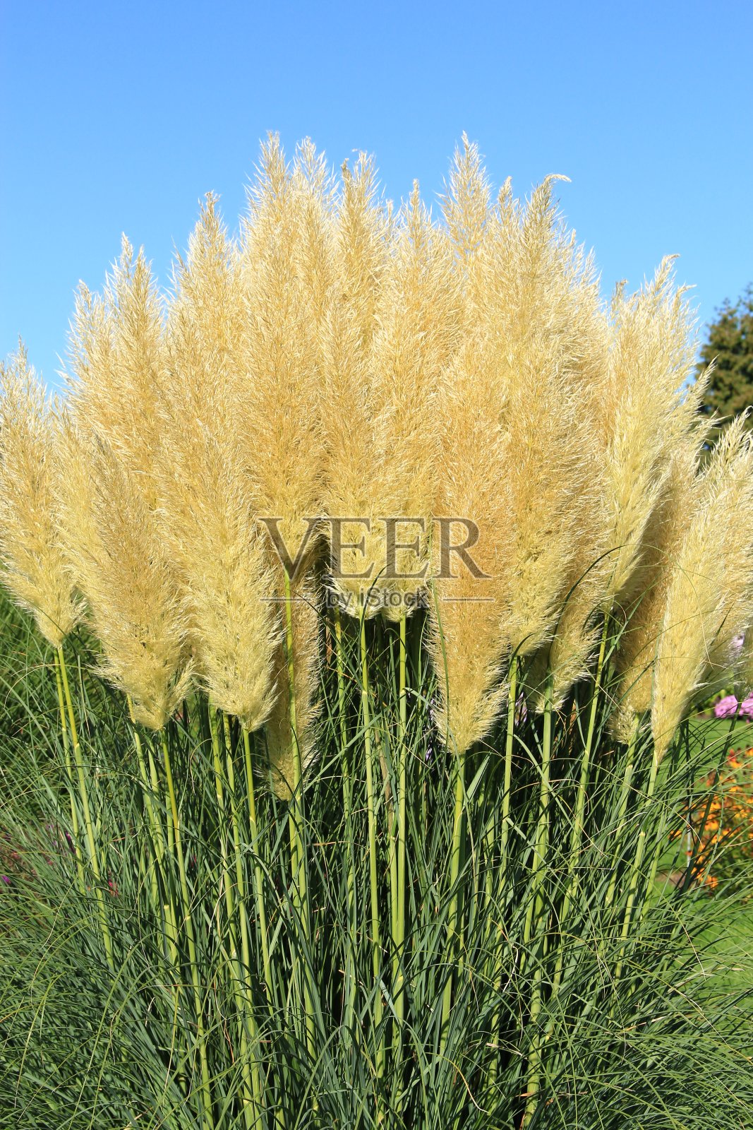 蓝天下的田野风景照片摄影图片