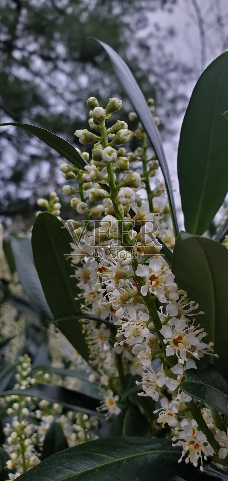 跳花照片摄影图片
