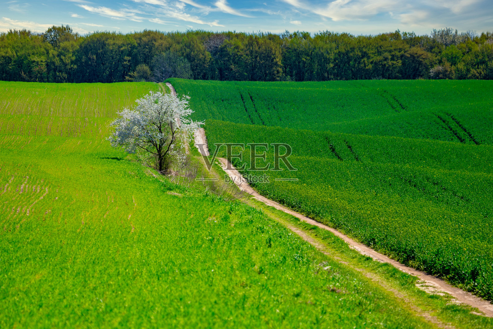 spring背景与复制空间。樱花盛开的山腰景观与绿色的农田。照片摄影图片