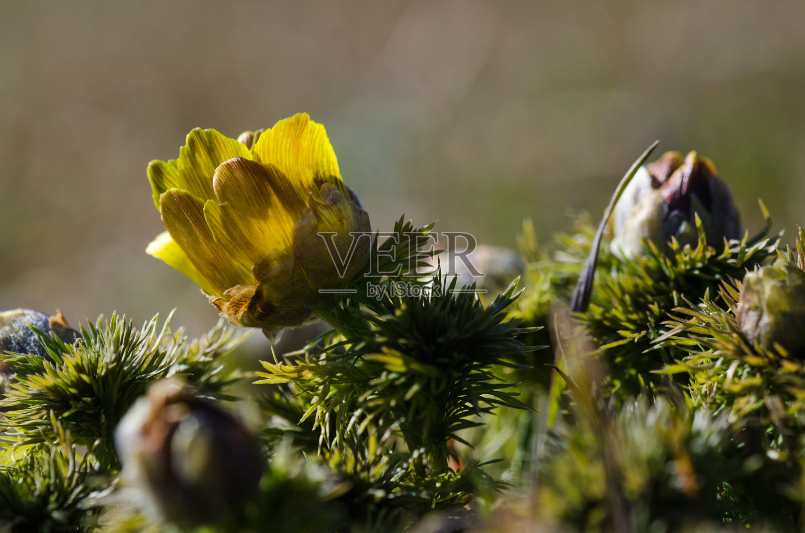 黄花开始开放了照片摄影图片