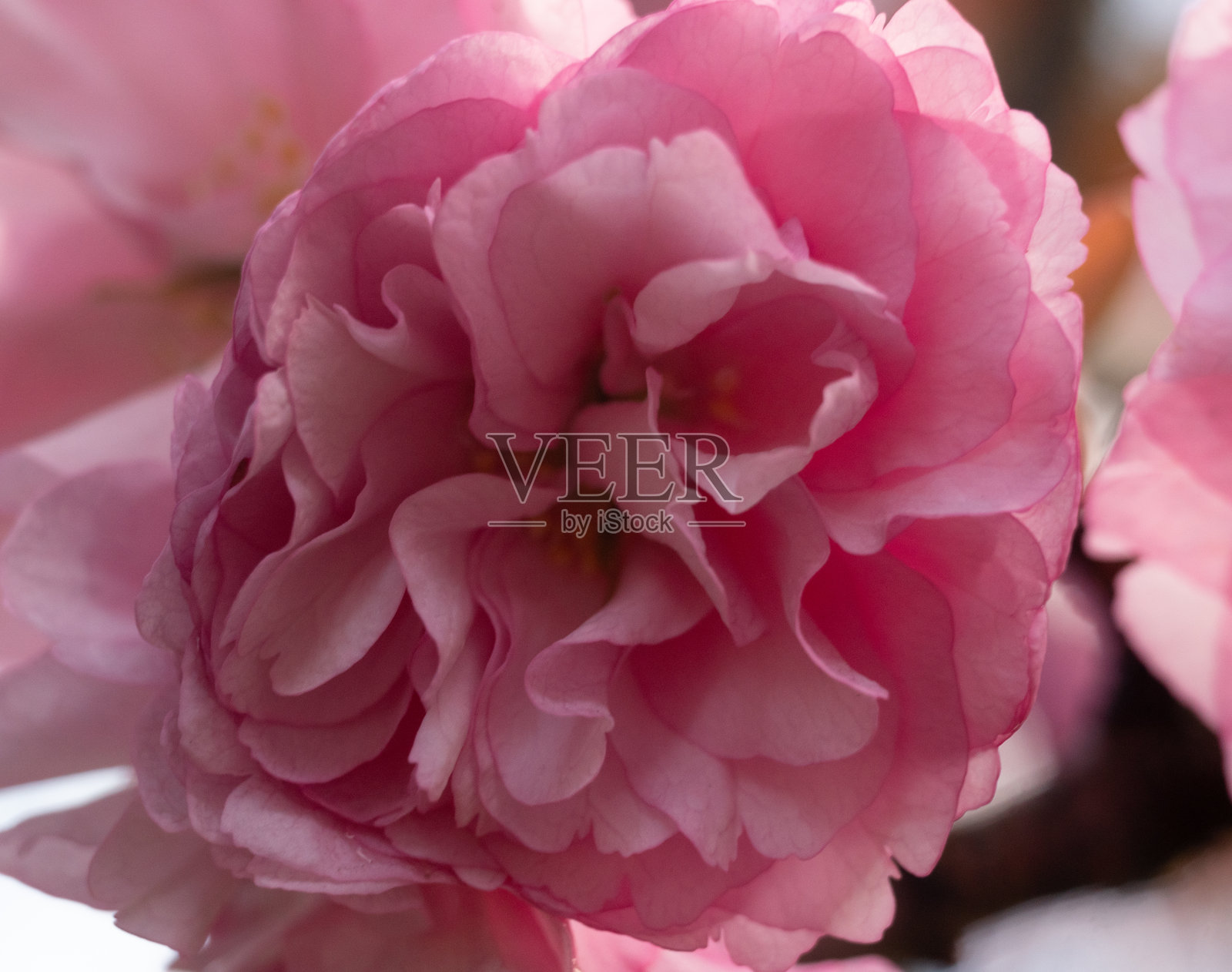 公园里的花照片摄影图片