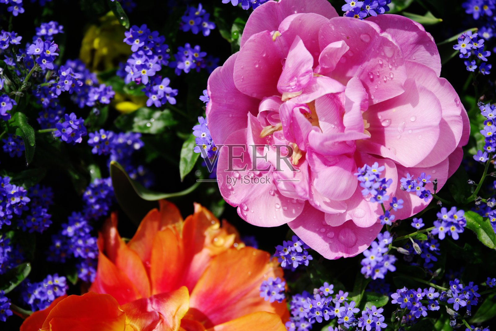 粉红色郁金香和水珠在蓝色勿忘我花照片摄影图片