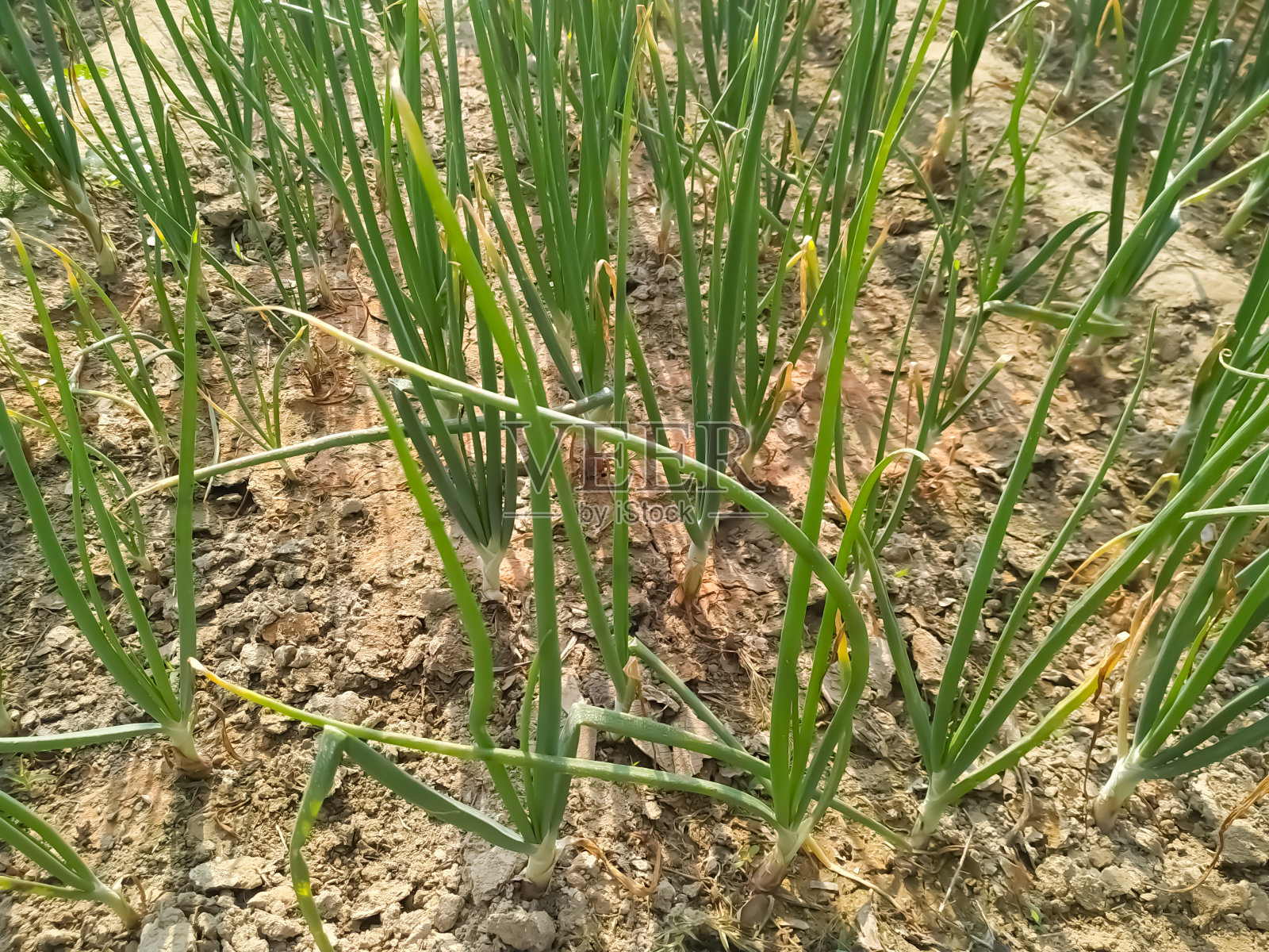 种植葱植物绿色自然。尼泊尔照片摄影图片