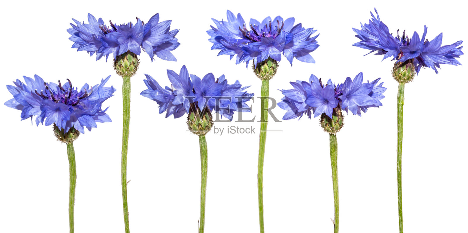 孤立的矢车菊。蓝色的春天的花朵照片摄影图片