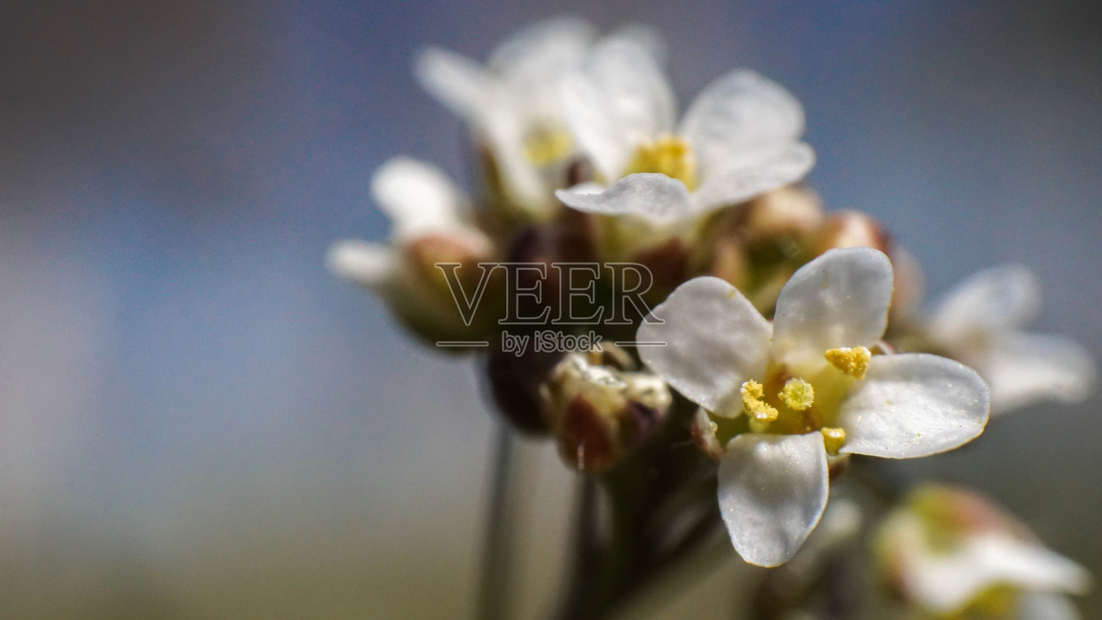 可爱的小白花，美丽的春天大自然照片摄影图片