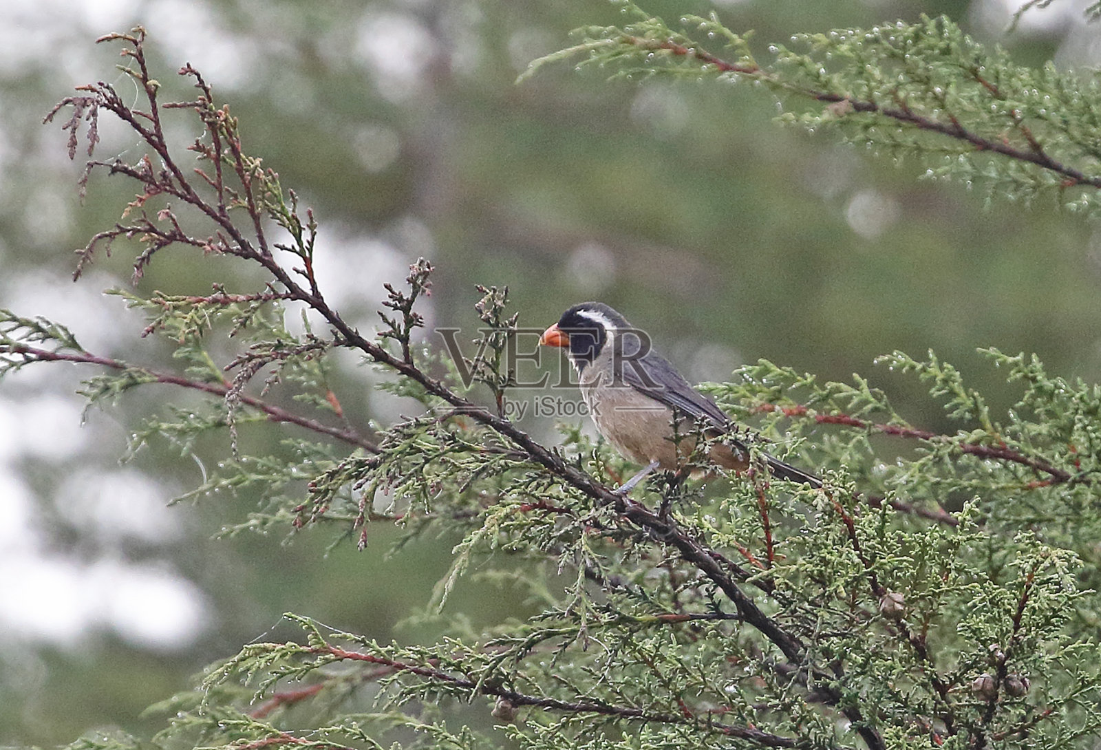 鸟栖息在树上的特写镜头照片摄影图片
