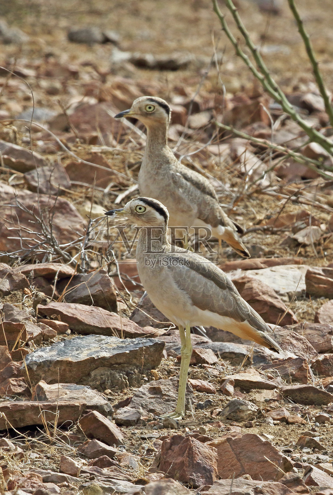 秘鲁Thick-knee照片摄影图片