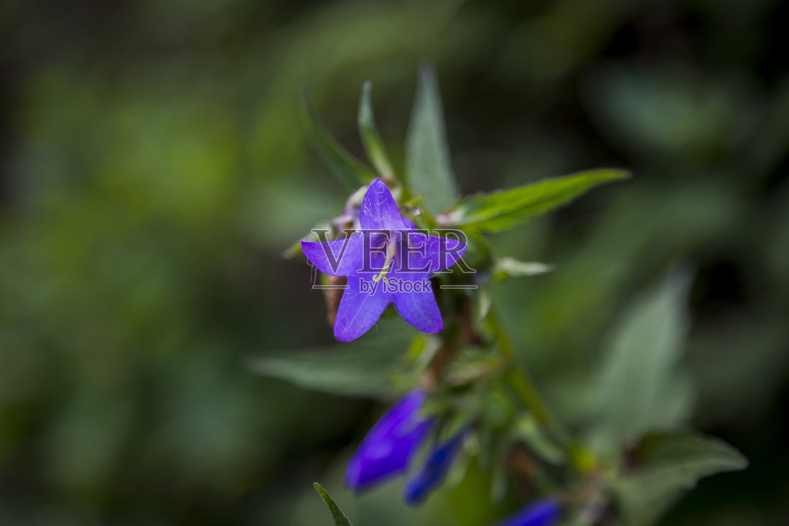 特写，微距照片的紫罗兰风铃花照片摄影图片