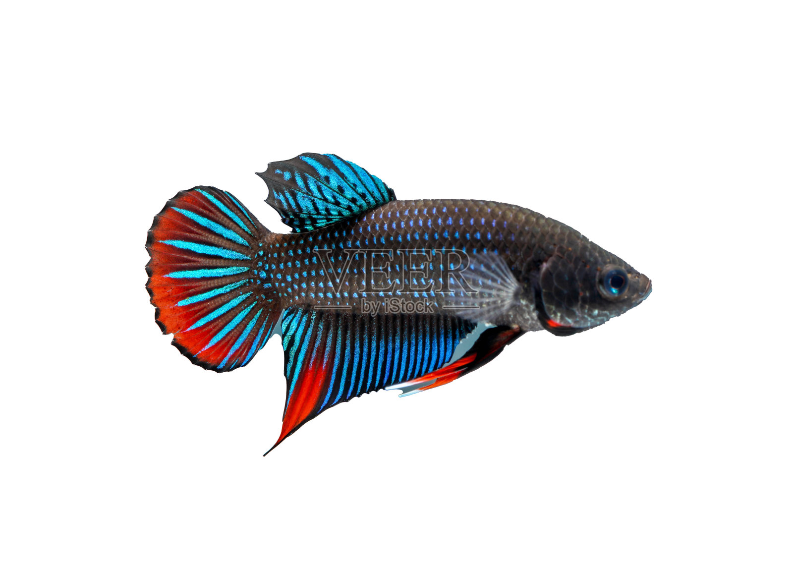 暹罗斗鱼。照片摄影图片