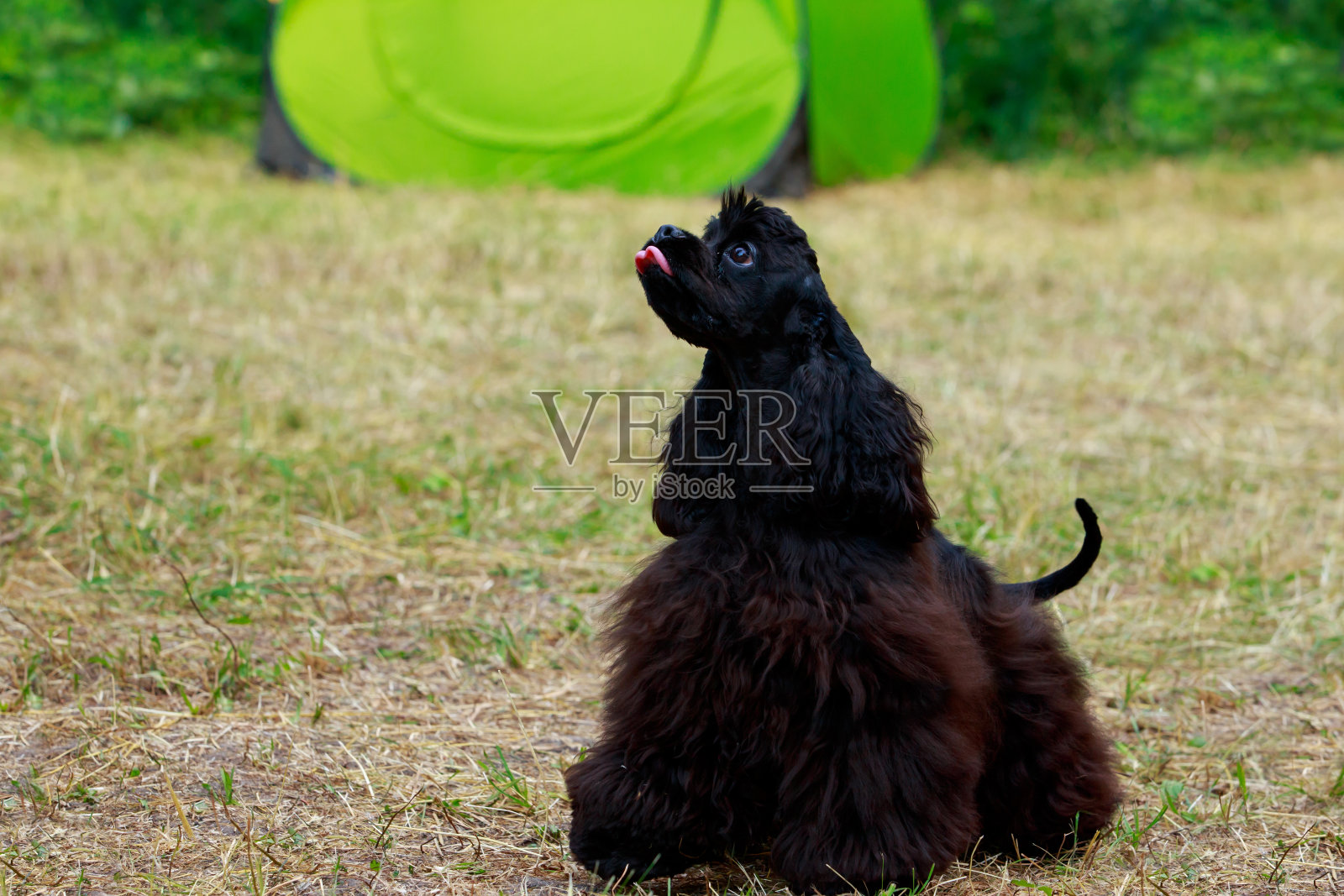 犬种美国可卡犬照片摄影图片