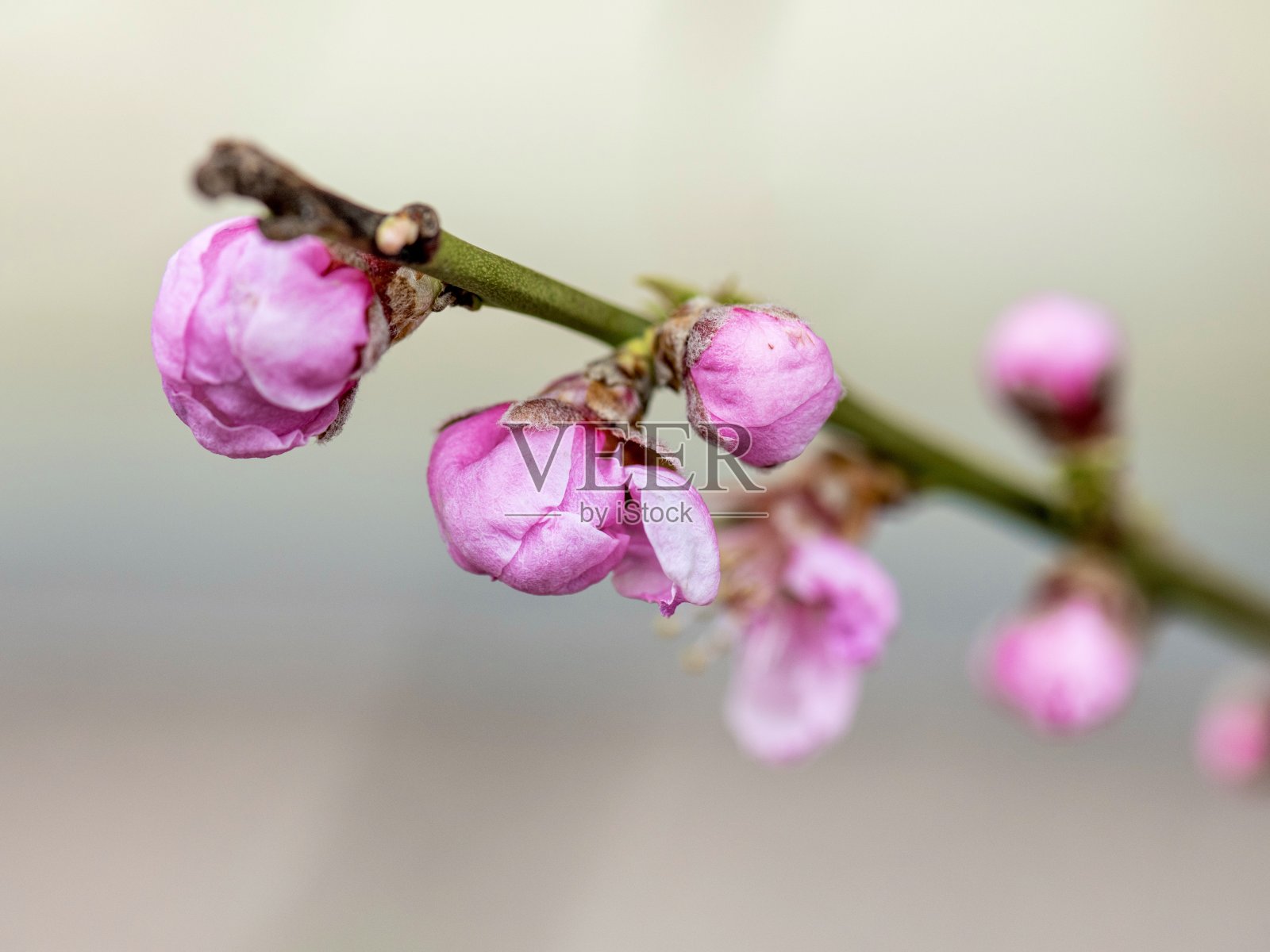 樱花照片摄影图片