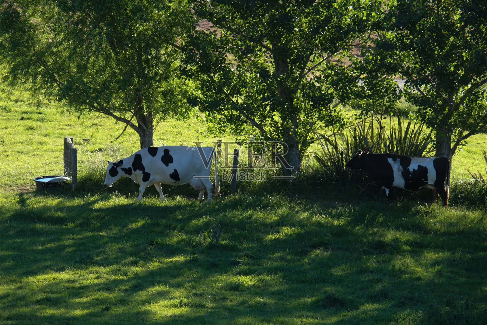 新西兰的农场照片摄影图片