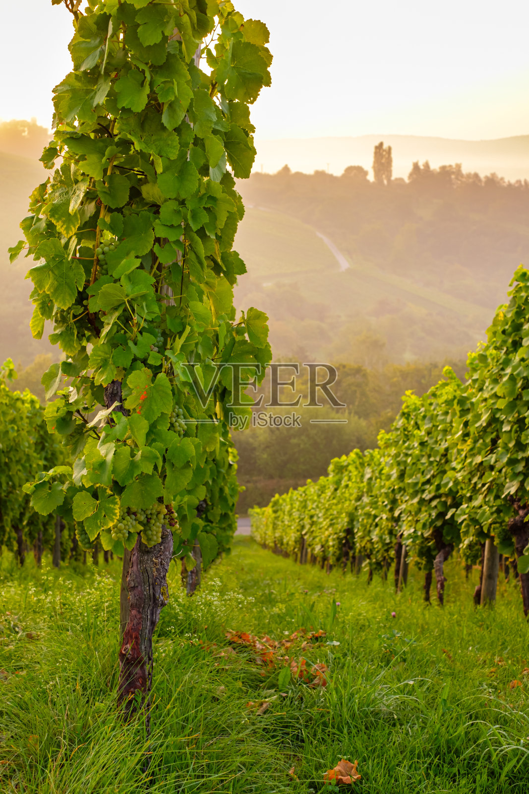 葡萄园景观与藤蔓在黎明与雾在肖像格式照片摄影图片