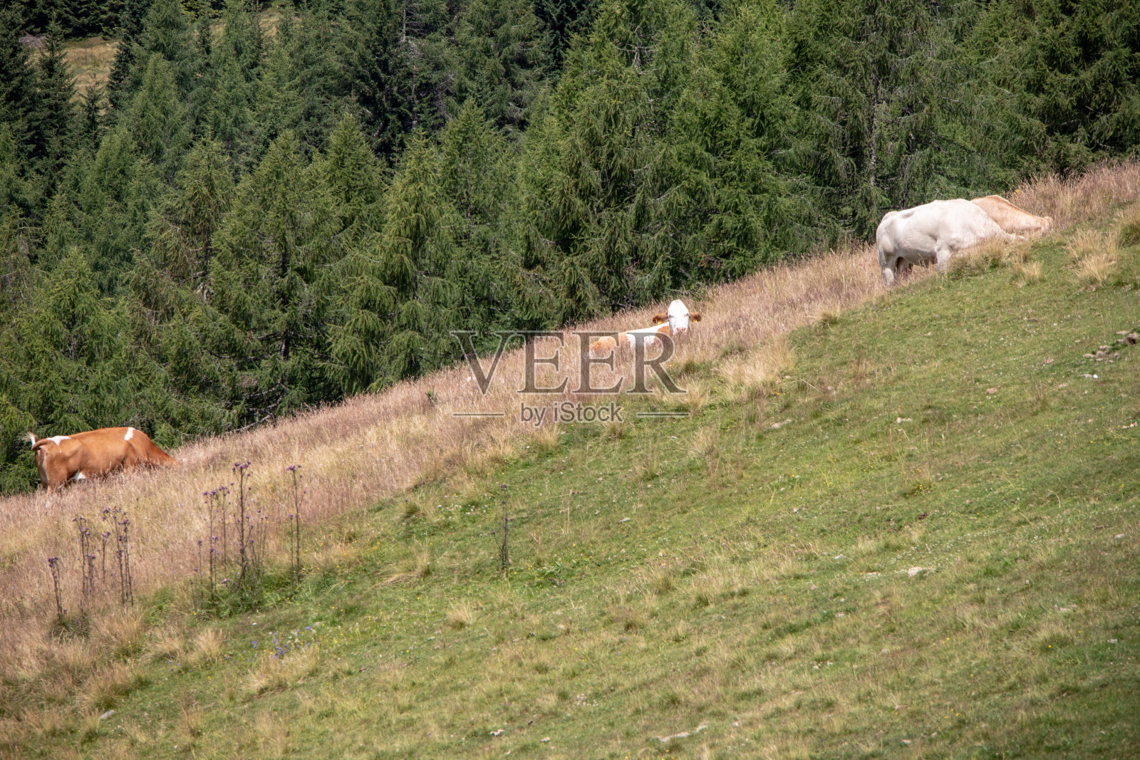 欧洲奥地利阿尔卑斯山脉的夏季，奶牛在山上的草地上照片摄影图片
