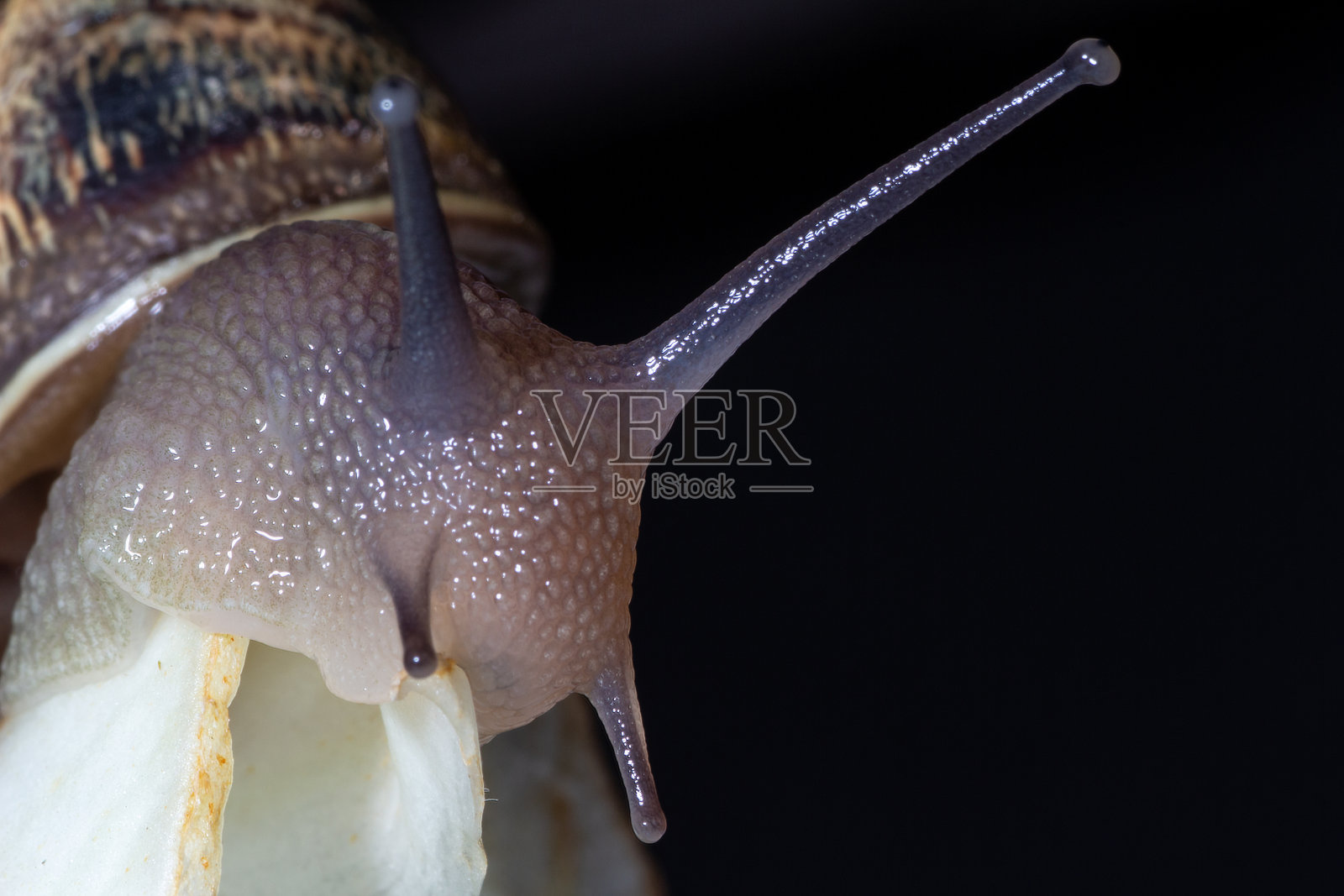 蜗牛吃茴香照片摄影图片