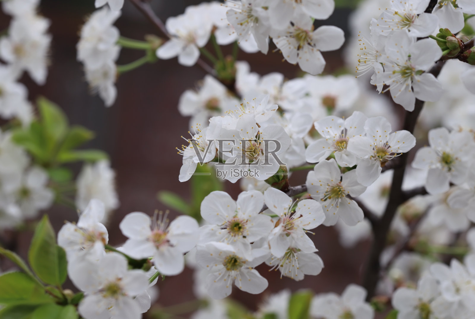 樱花照片摄影图片