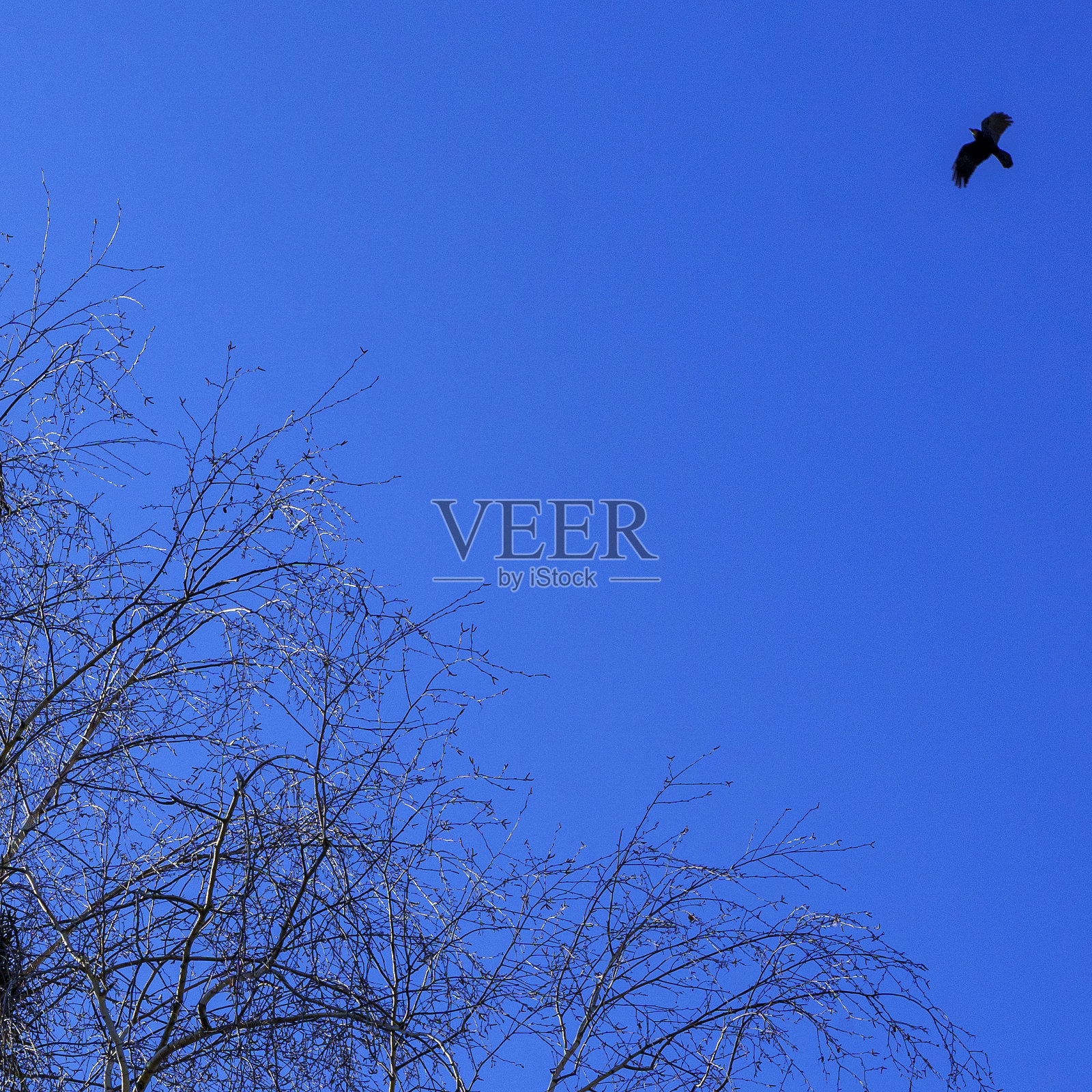 鸟的剪影和树枝在一个经典的蓝天背景。空间的文本。经营理念。照片摄影图片