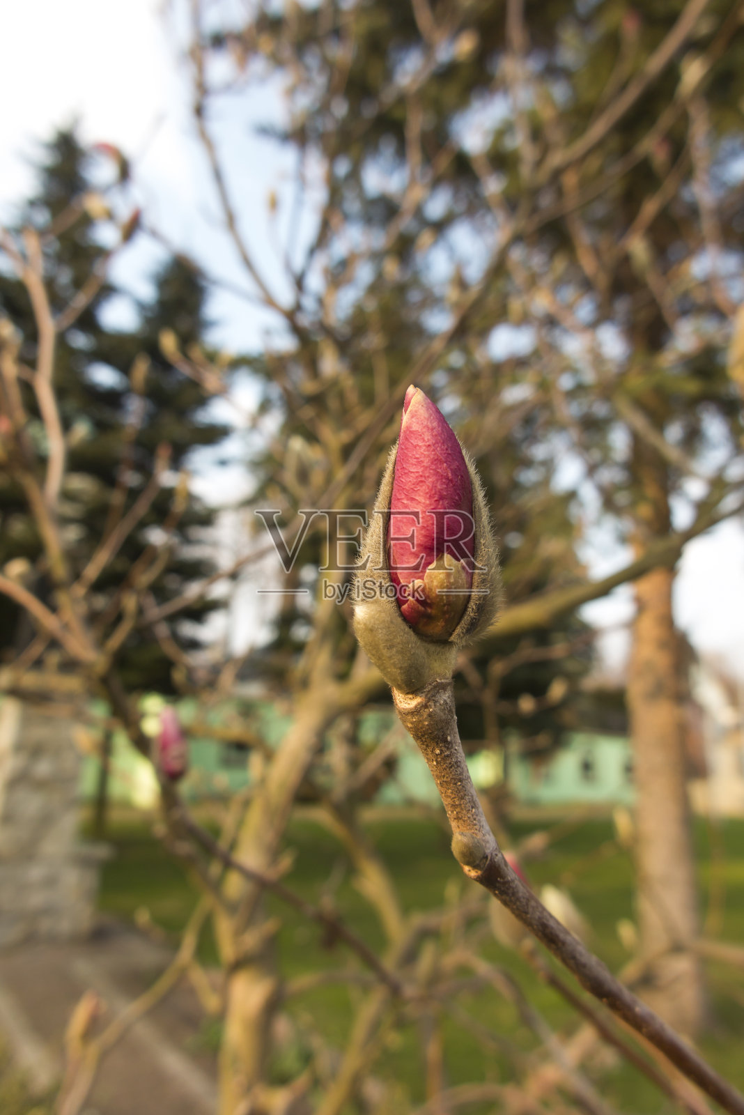 红色的花蕾在树上照片摄影图片