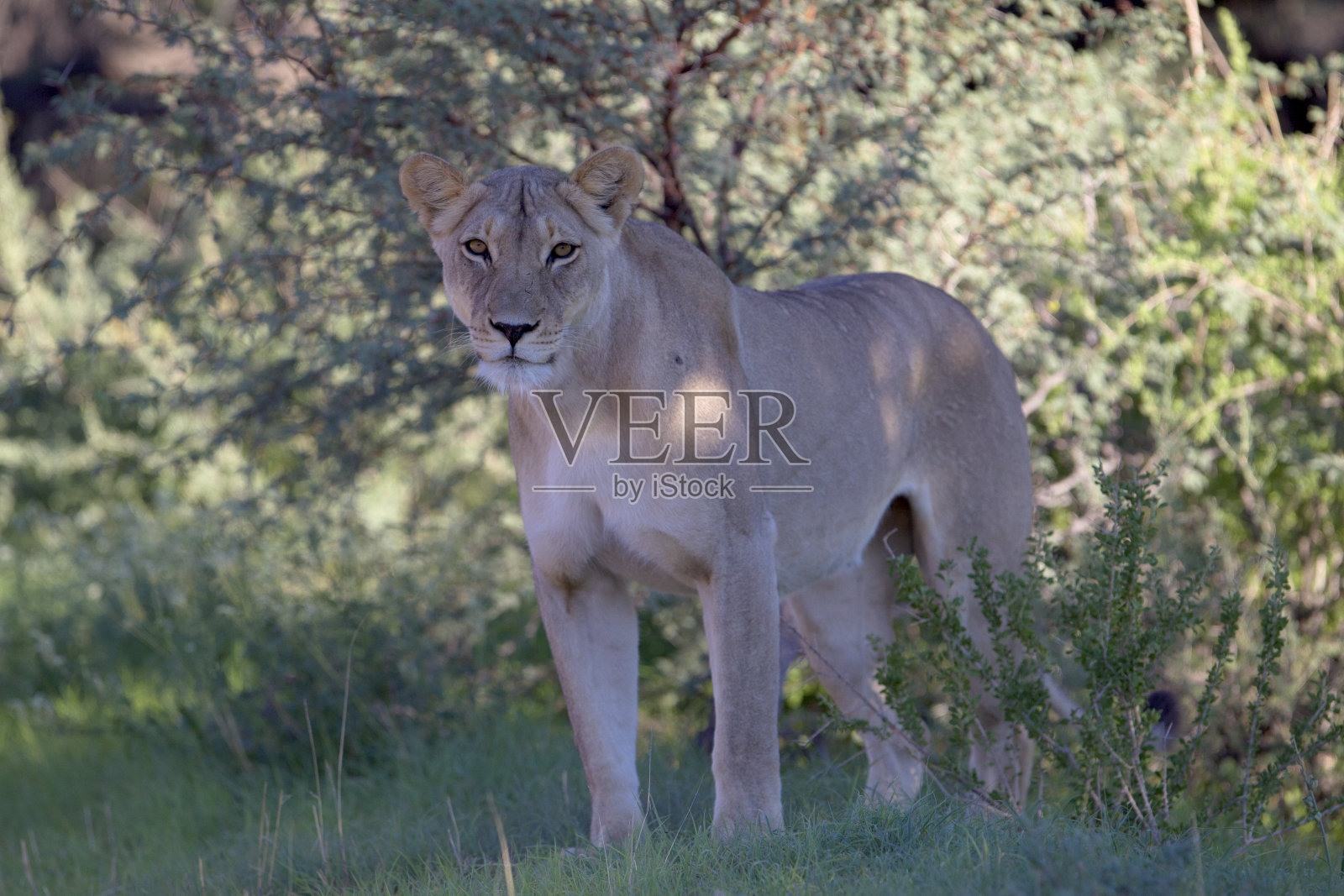 非洲狮子照片摄影图片