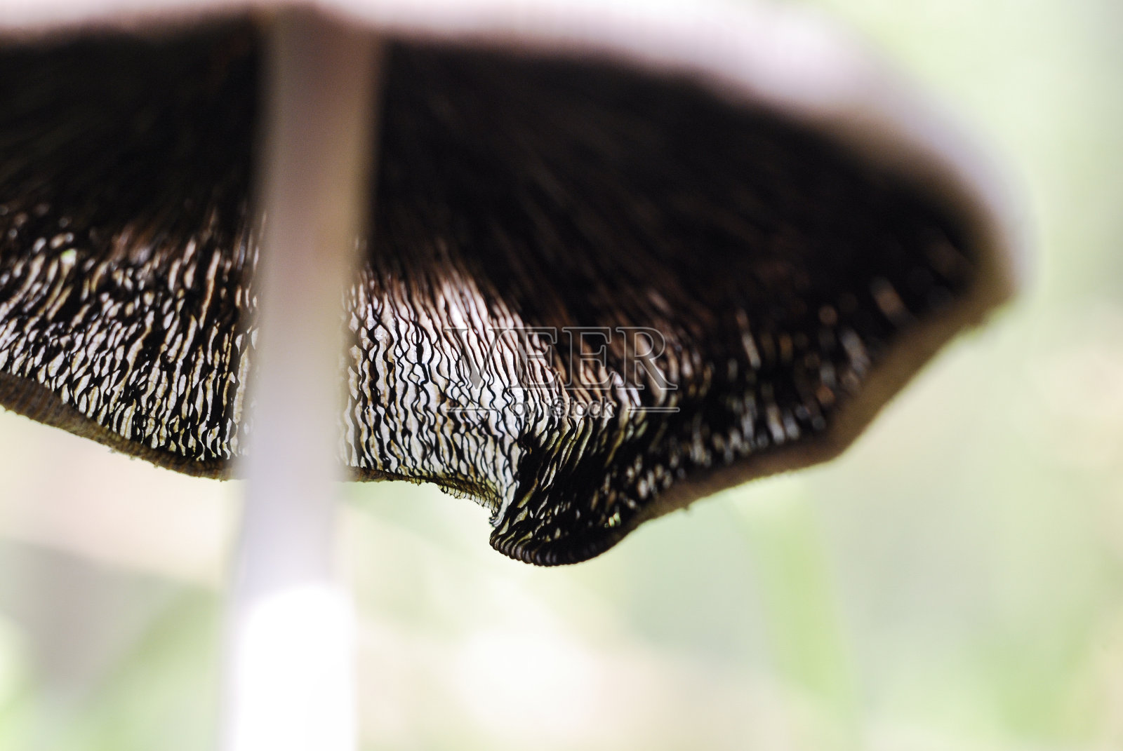 精致的蘑菇照片摄影图片