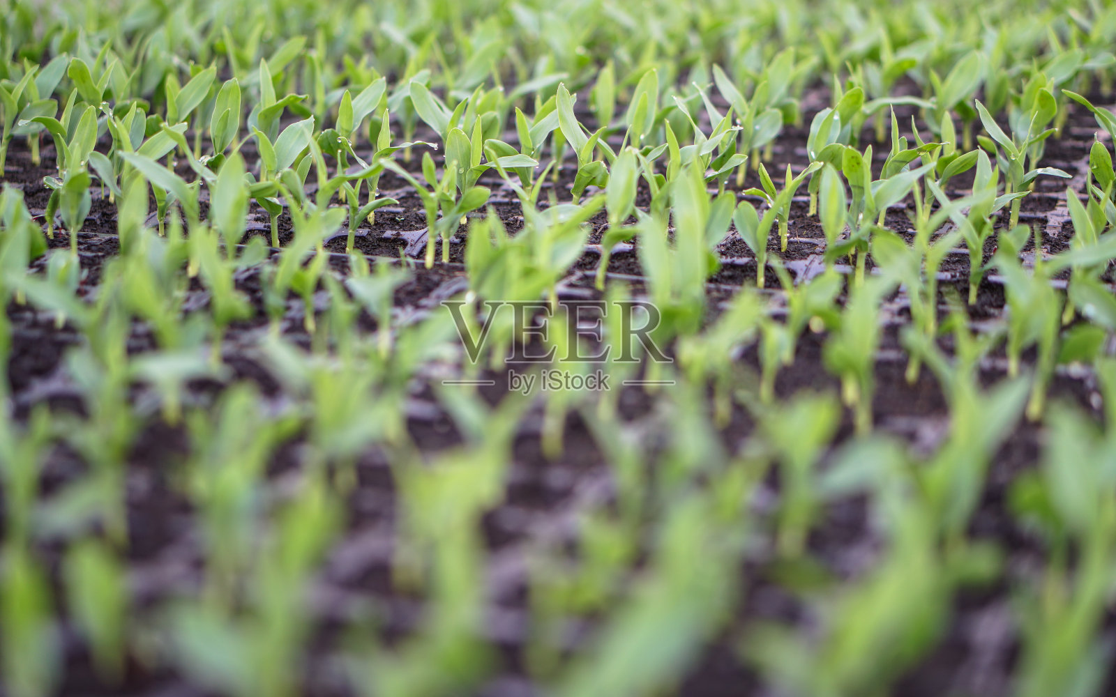 不同植物的芽在温室的托盘。农艺学产业中的商业主题。出售的食品种植业。不含转基因的生态产品照片摄影图片