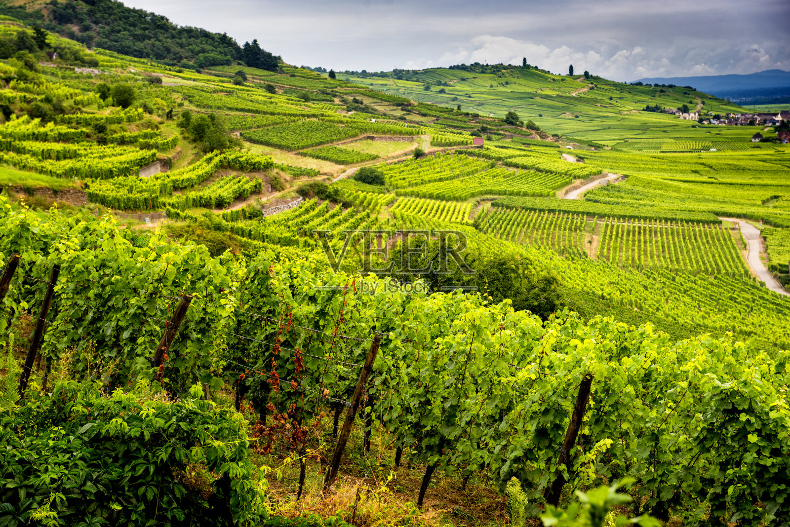 法国阿尔萨斯的葡萄酒产区，山丘上布满了葡萄园照片摄影图片