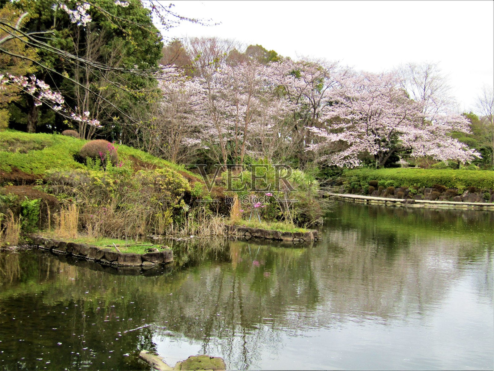 日本。3月底。樱花。公园里美丽的小池塘。照片摄影图片