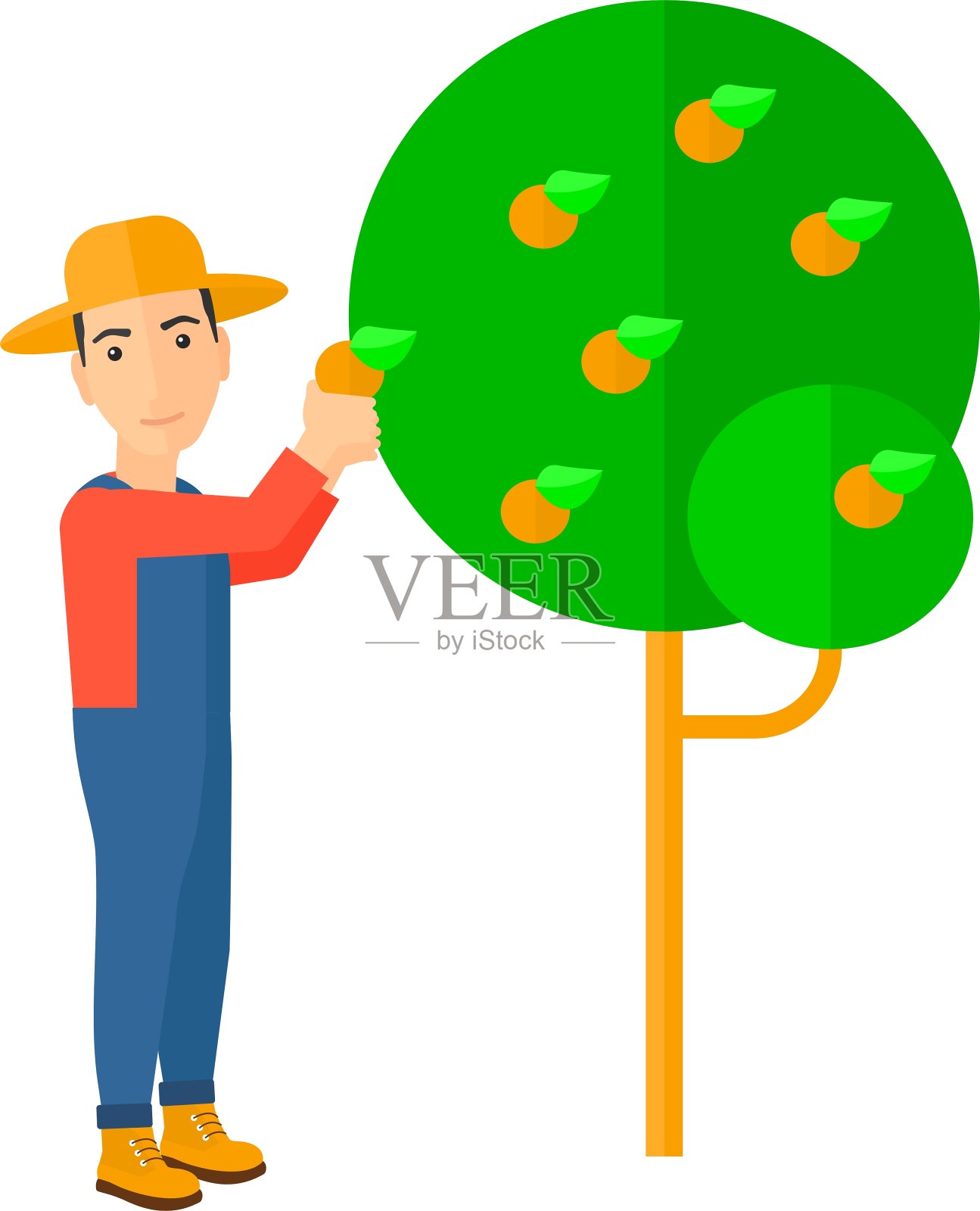 农民收集橙子插画图片素材